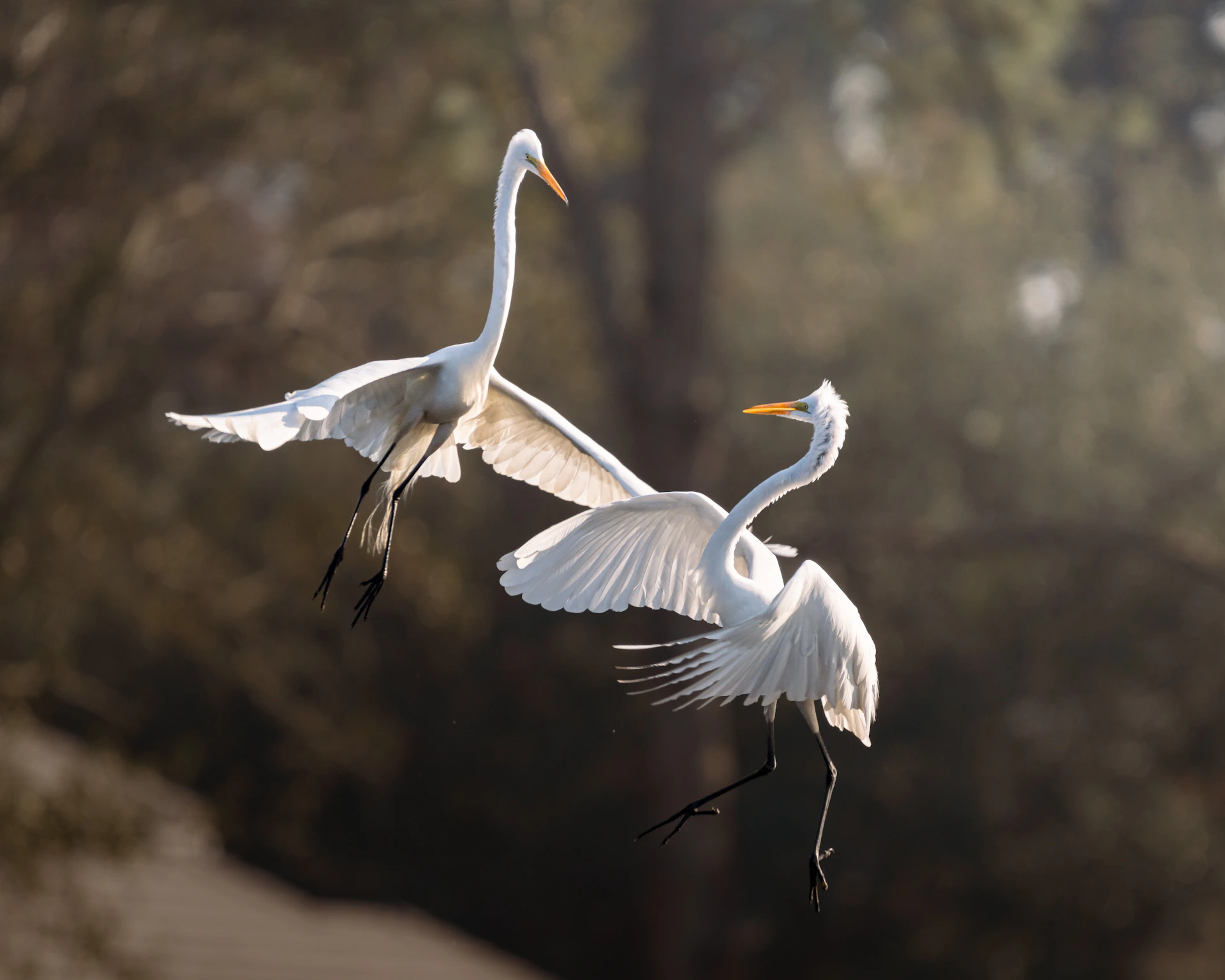 Two white egrets in flight against blurred trees