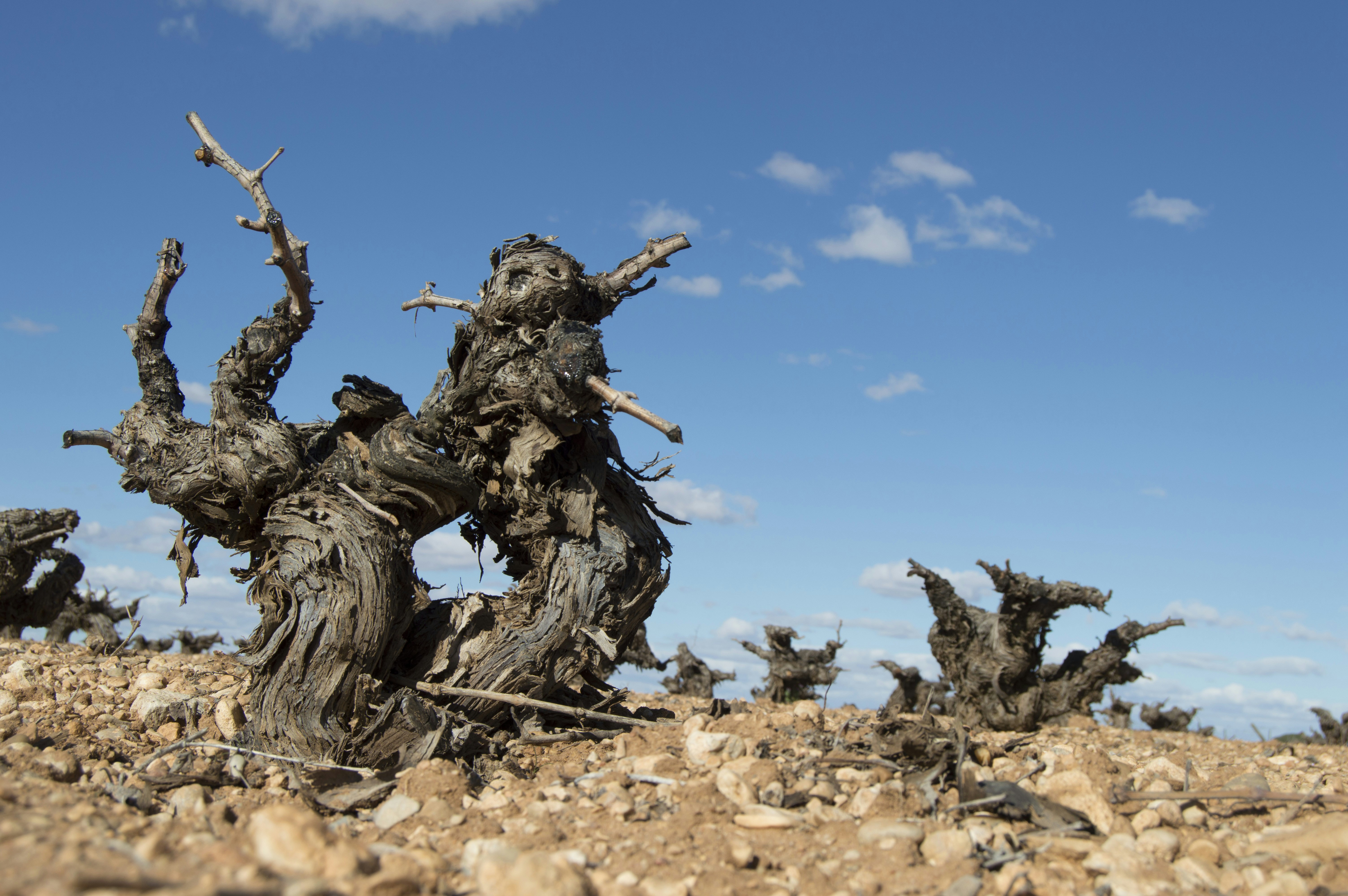 Gnarled dead trees in a dry, rocky landscape.