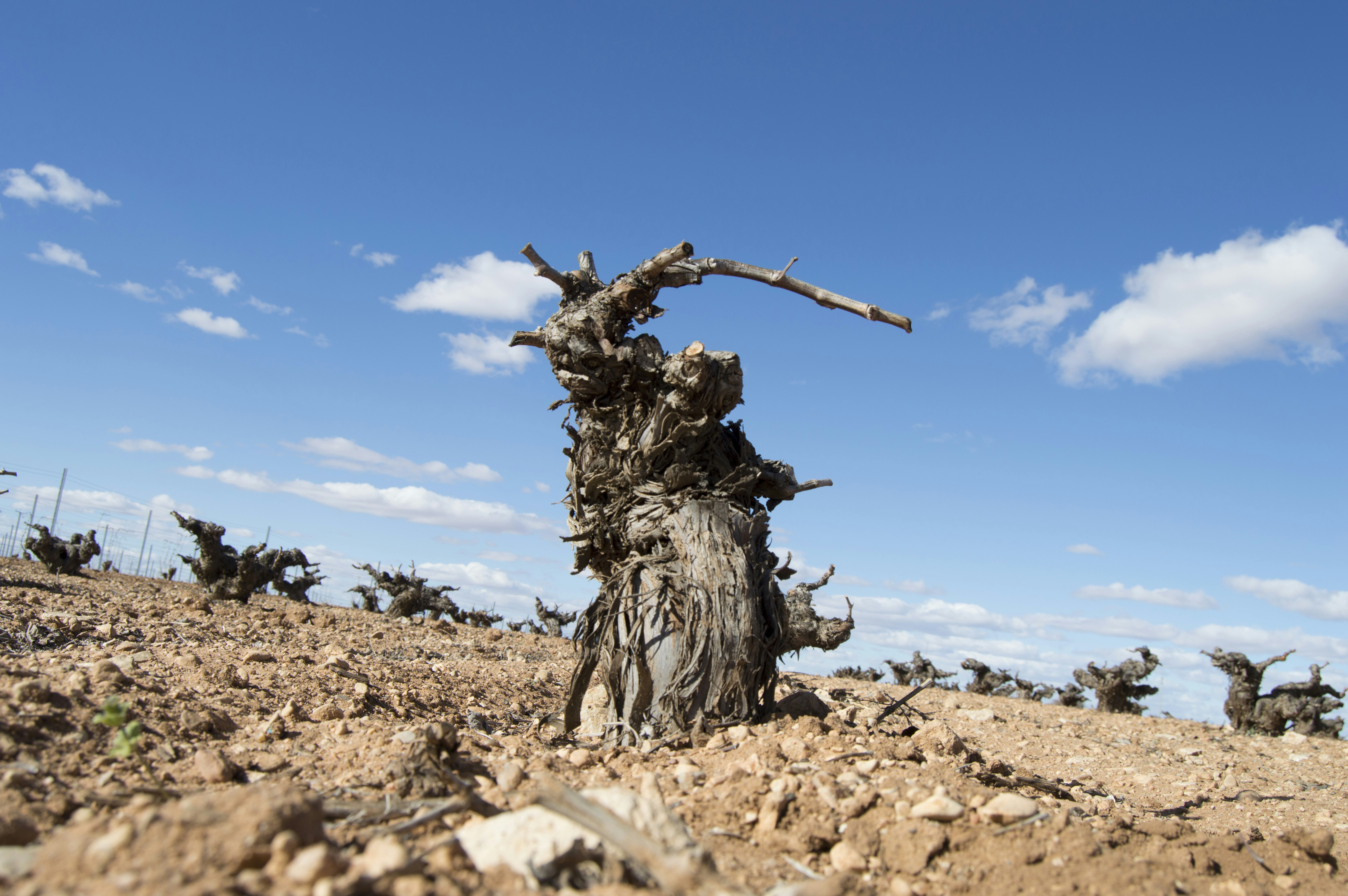 Ancient gnarled tree trunk in dry, arid landscape.