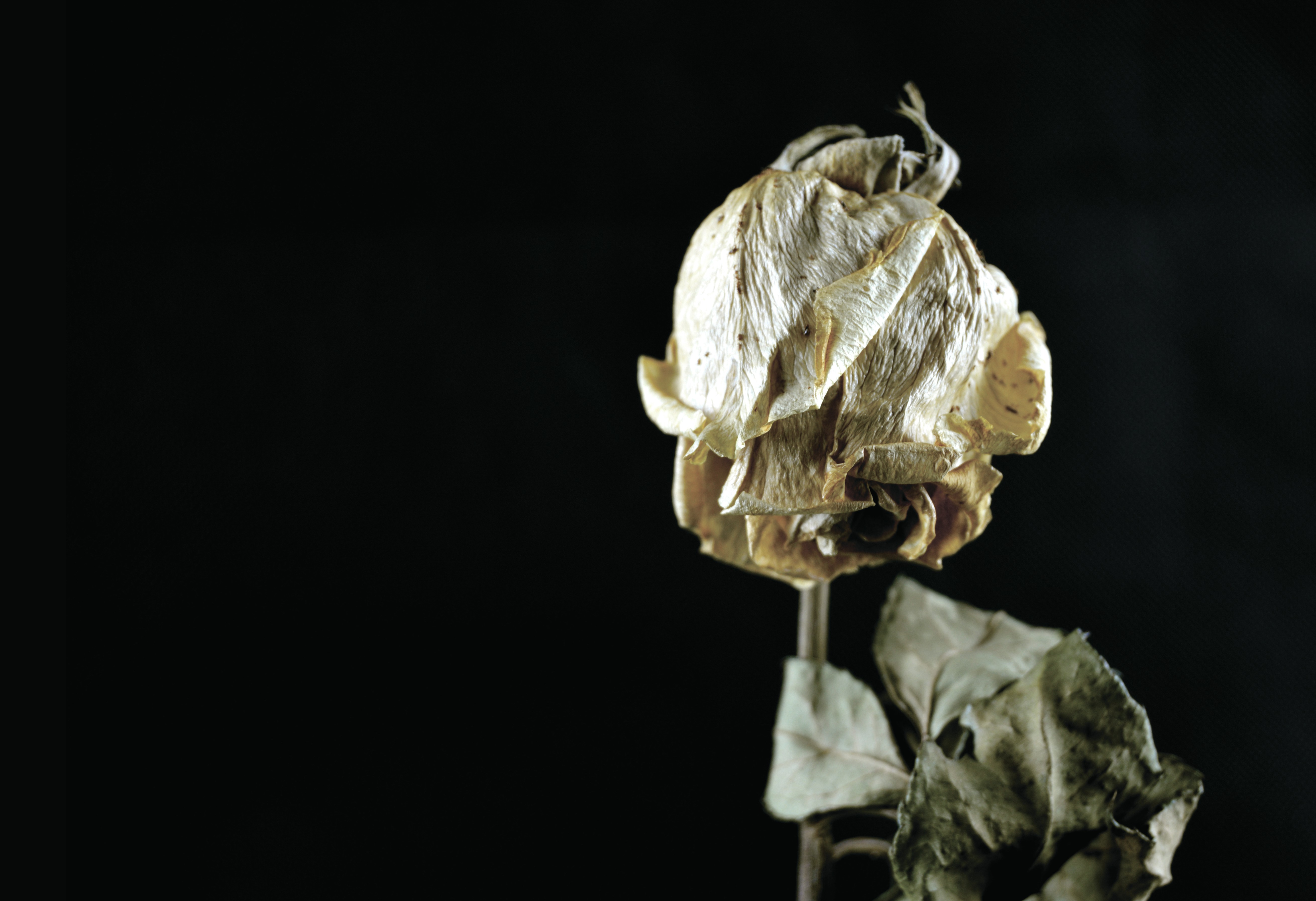 A dried white rose against a black background