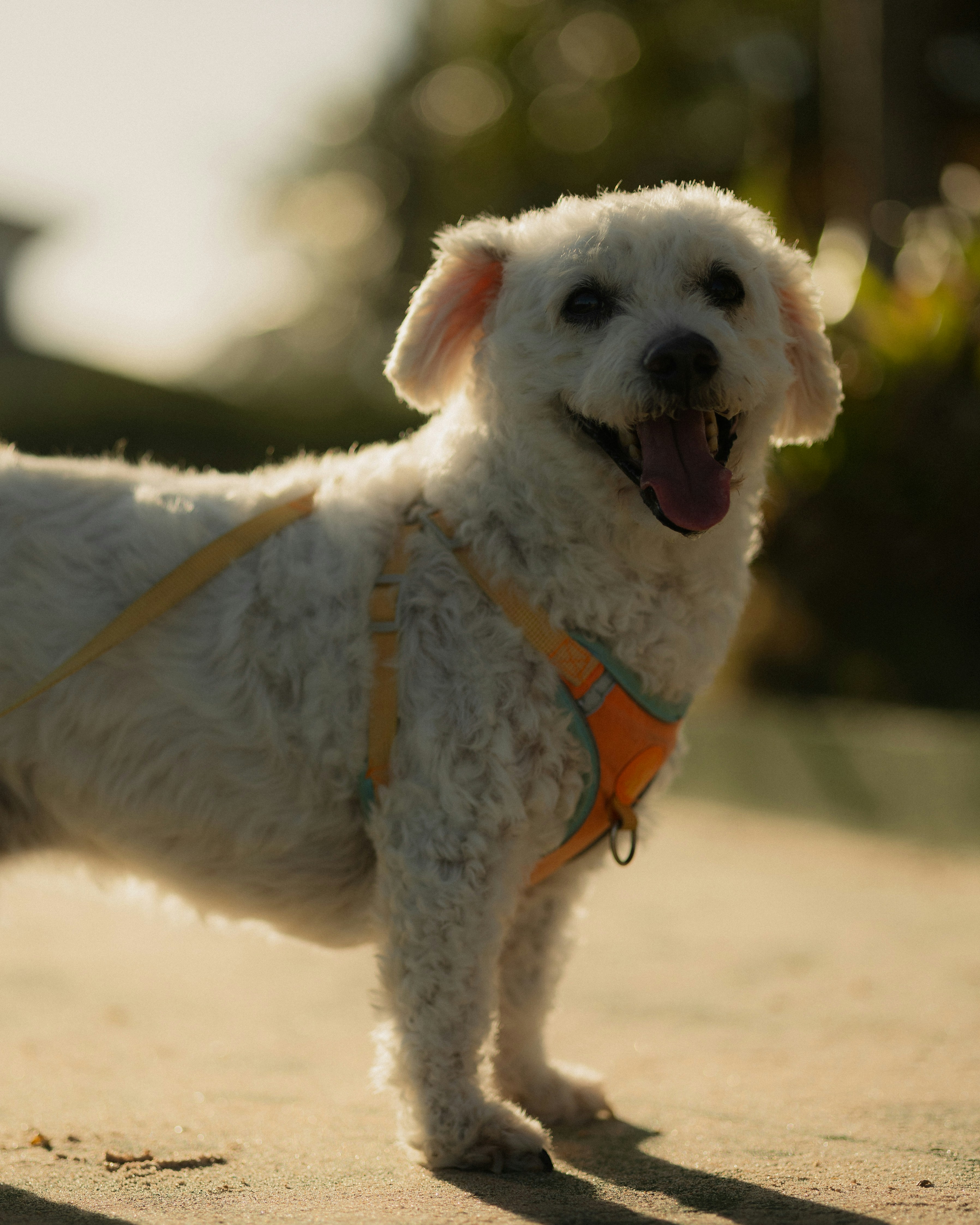 A happy white dog wearing an orange harness outdoors