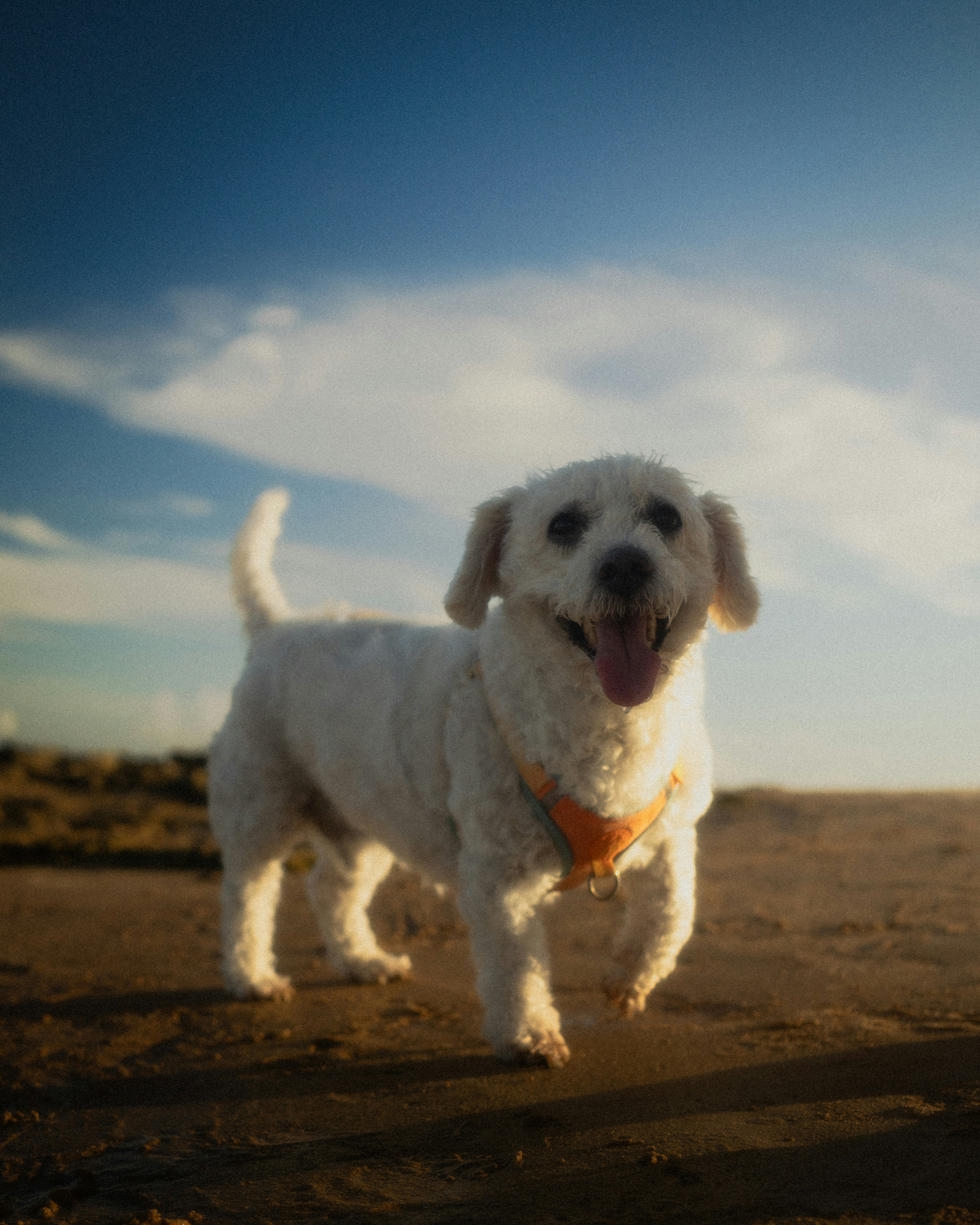 A happy white dog walks on a sandy beach.