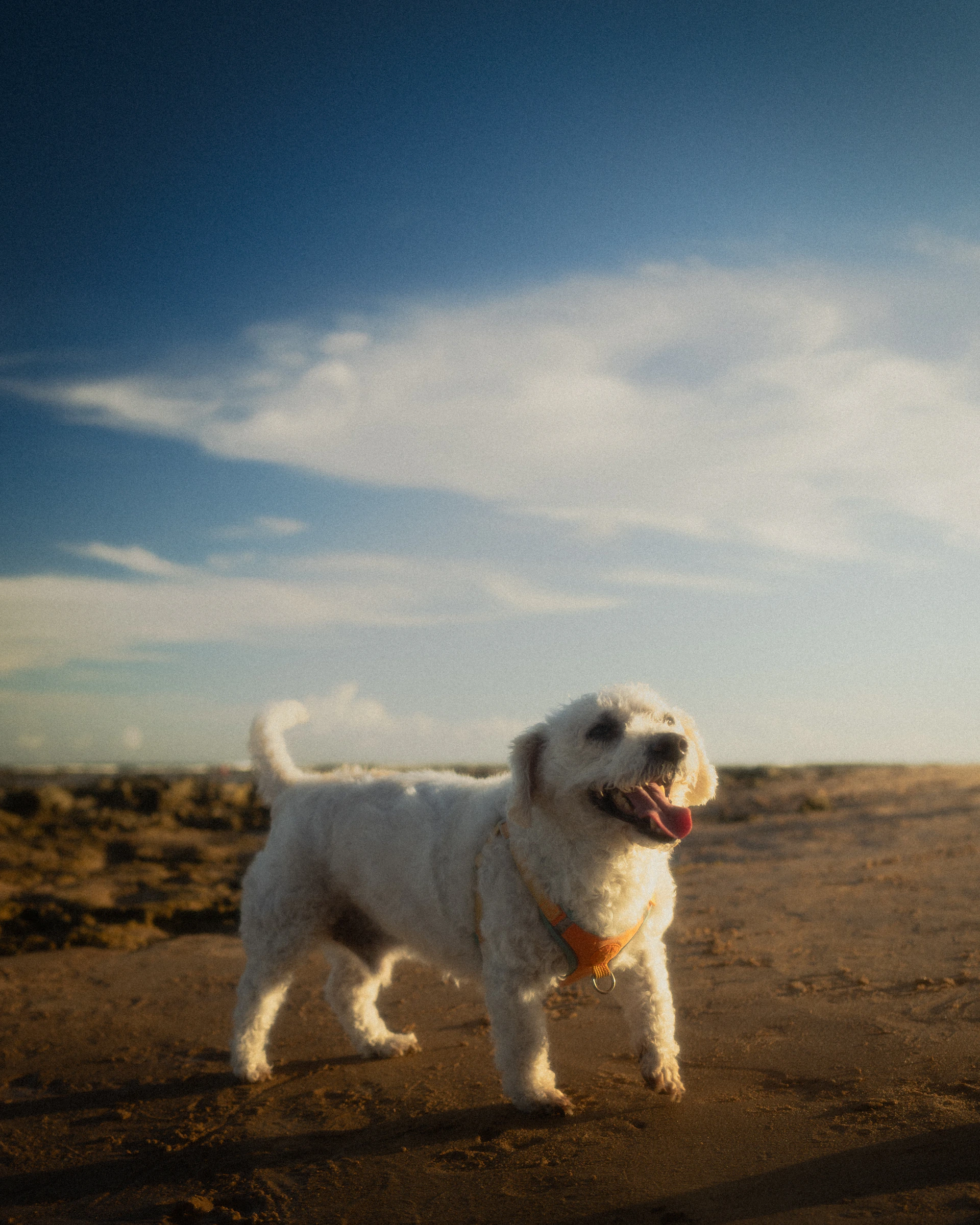 A happy white dog stands on a sandy beach.
