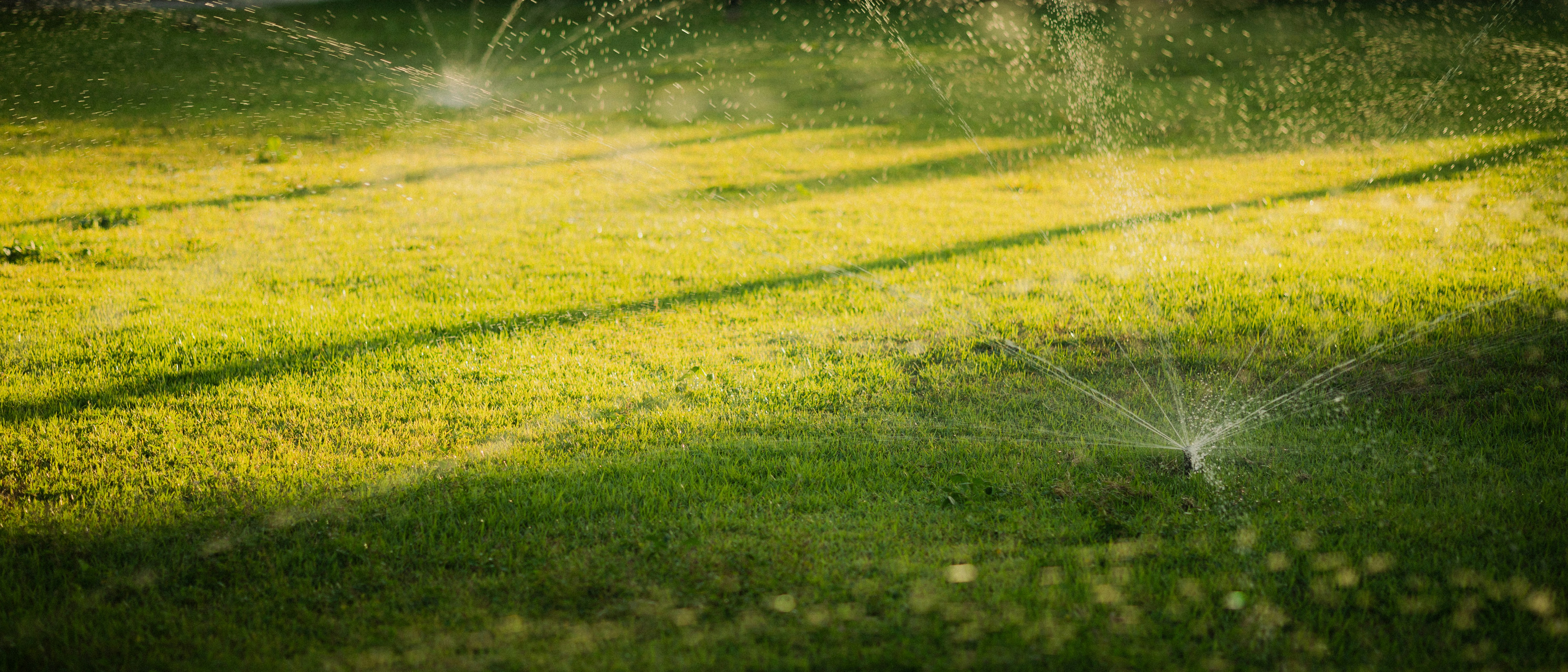 Sprinklers watering a green lawn at sunset.