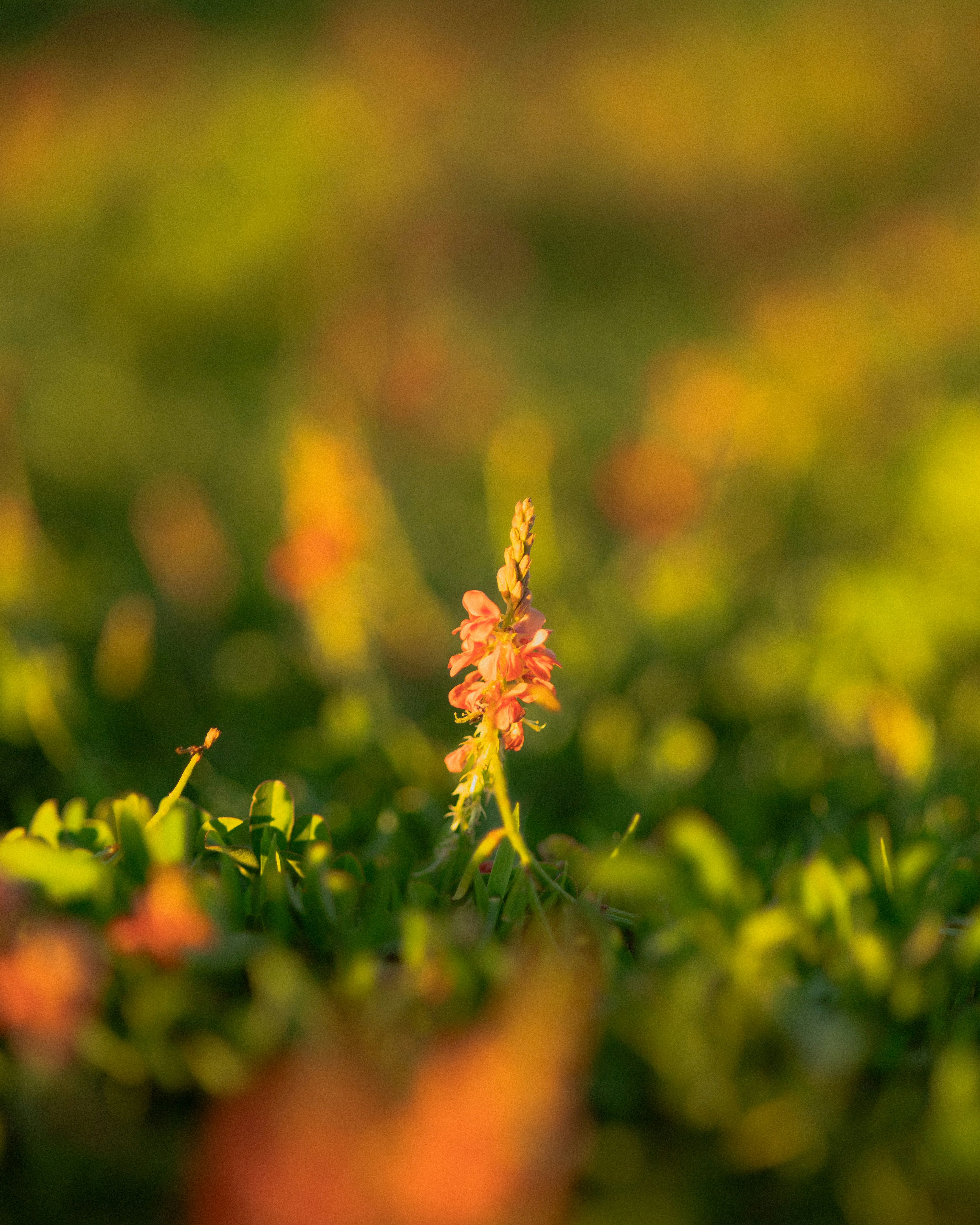Uma única flor silvestre laranja floresce em um prado iluminado pelo sol.