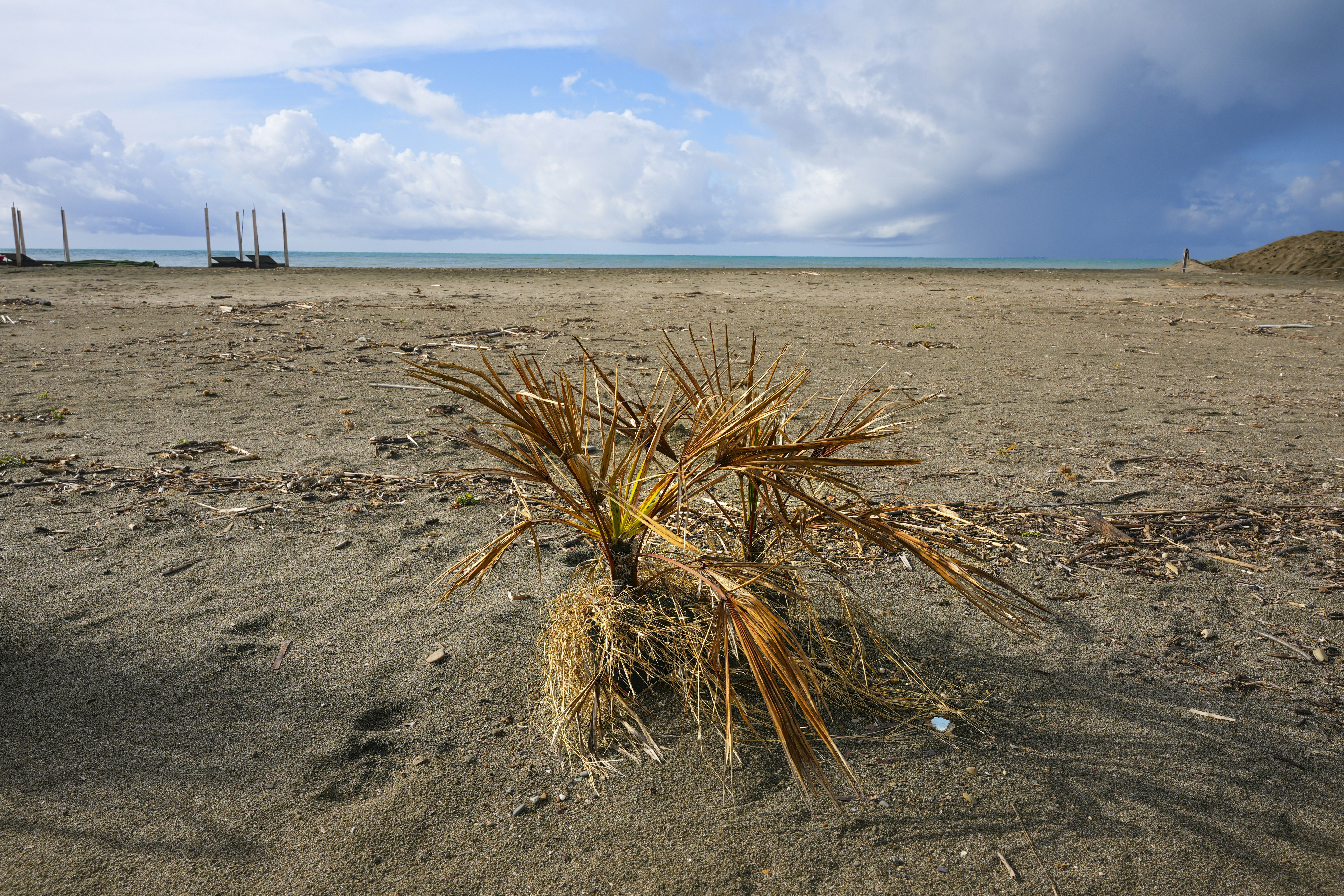 Small palm sapling on a sandy beach with ocean background.