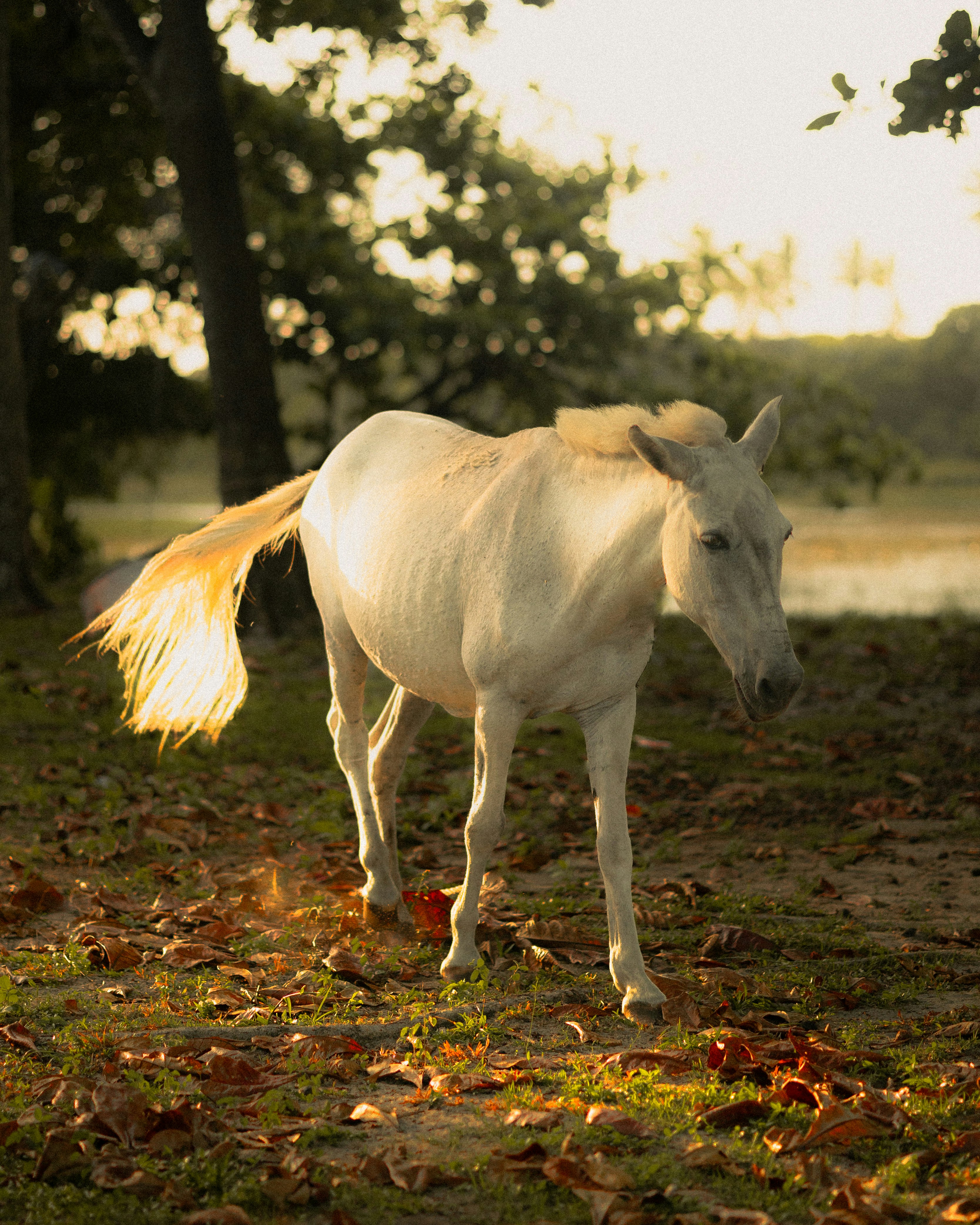 Um cavalo branco caminha por uma clareira ensolarada na floresta.