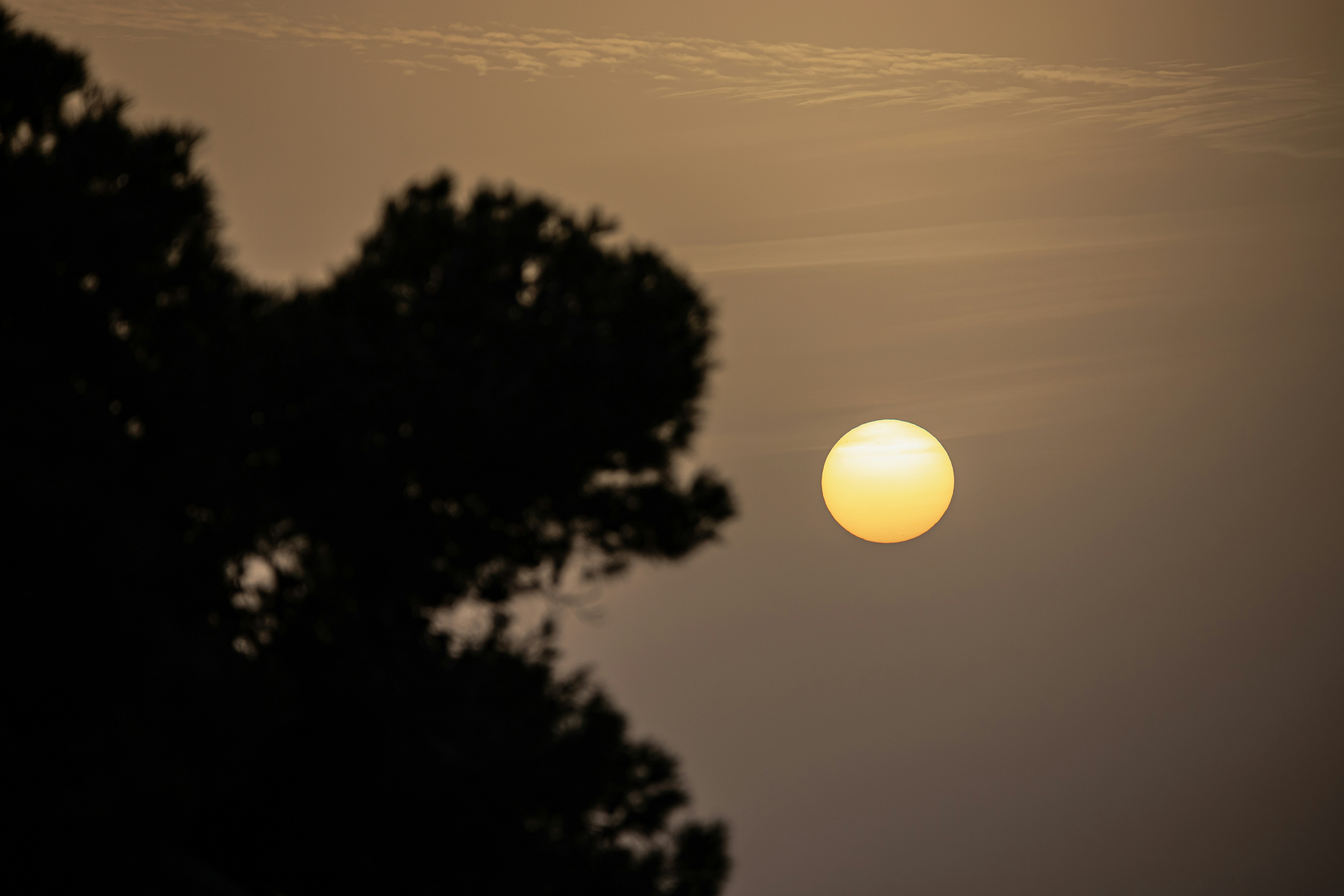 Sun setting behind a silhouetted tree at dusk.