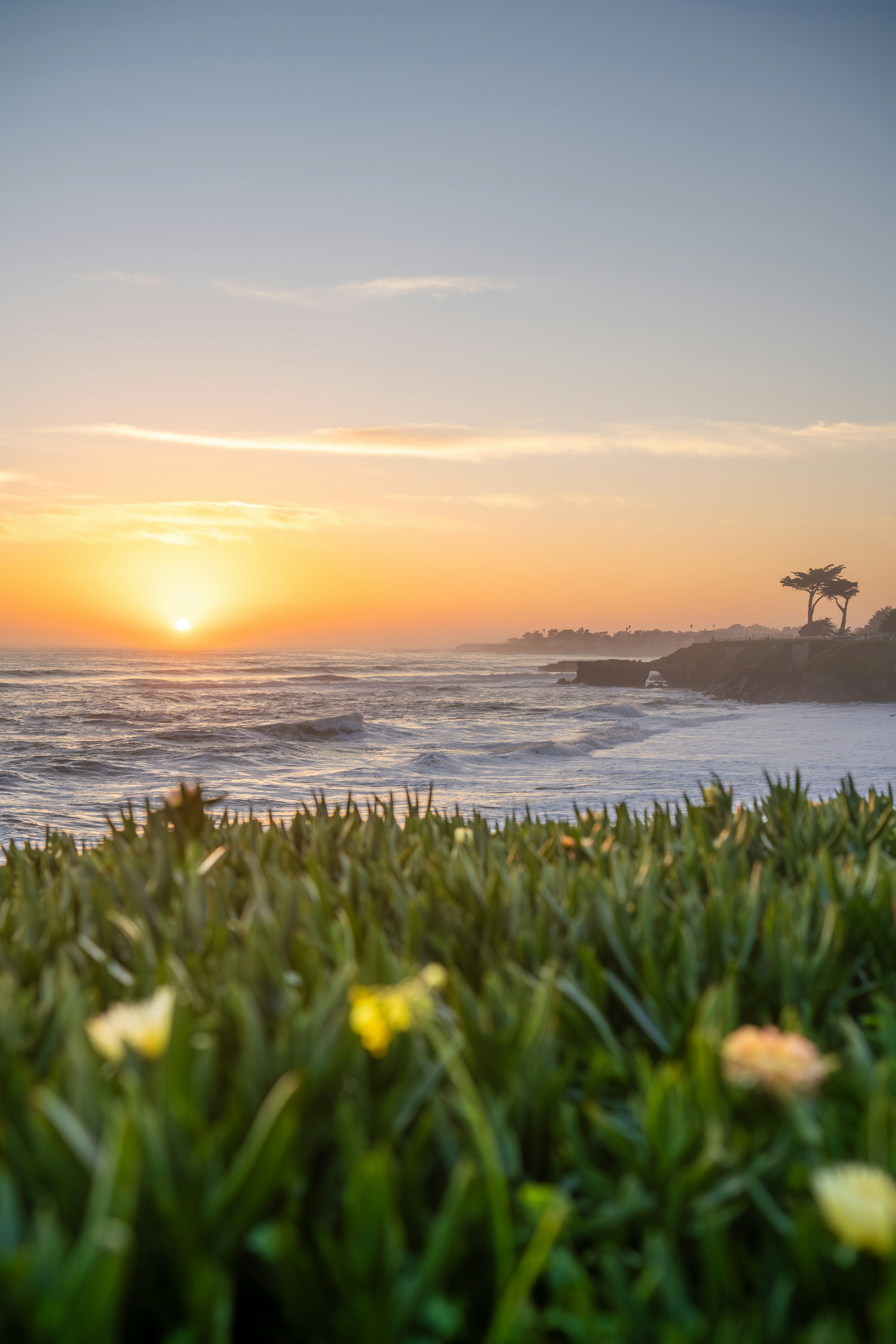 Sunset over ocean with green plants in foreground