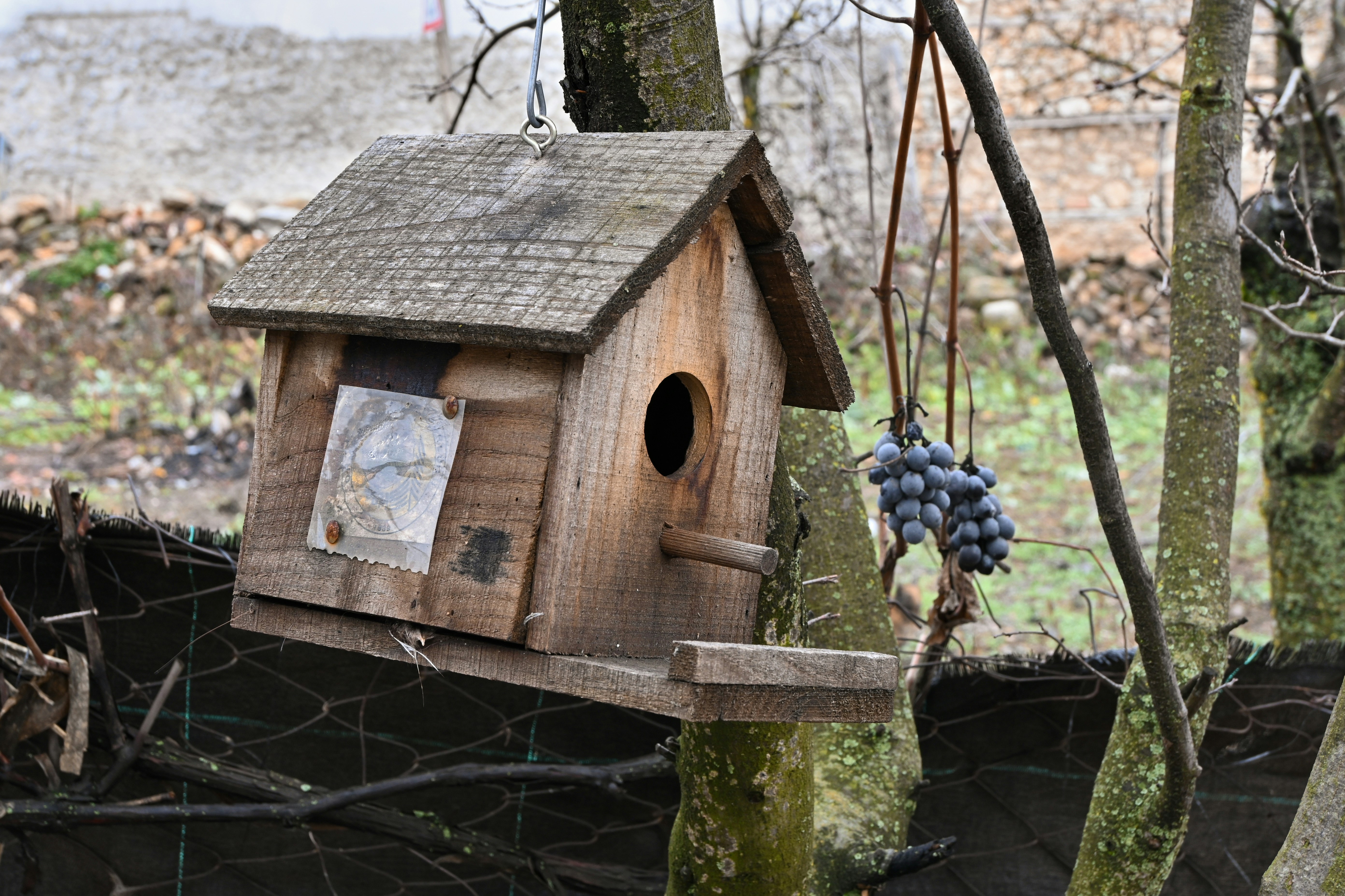 Holz-Vogelhaus mit hängenden Trauben in der Nähe