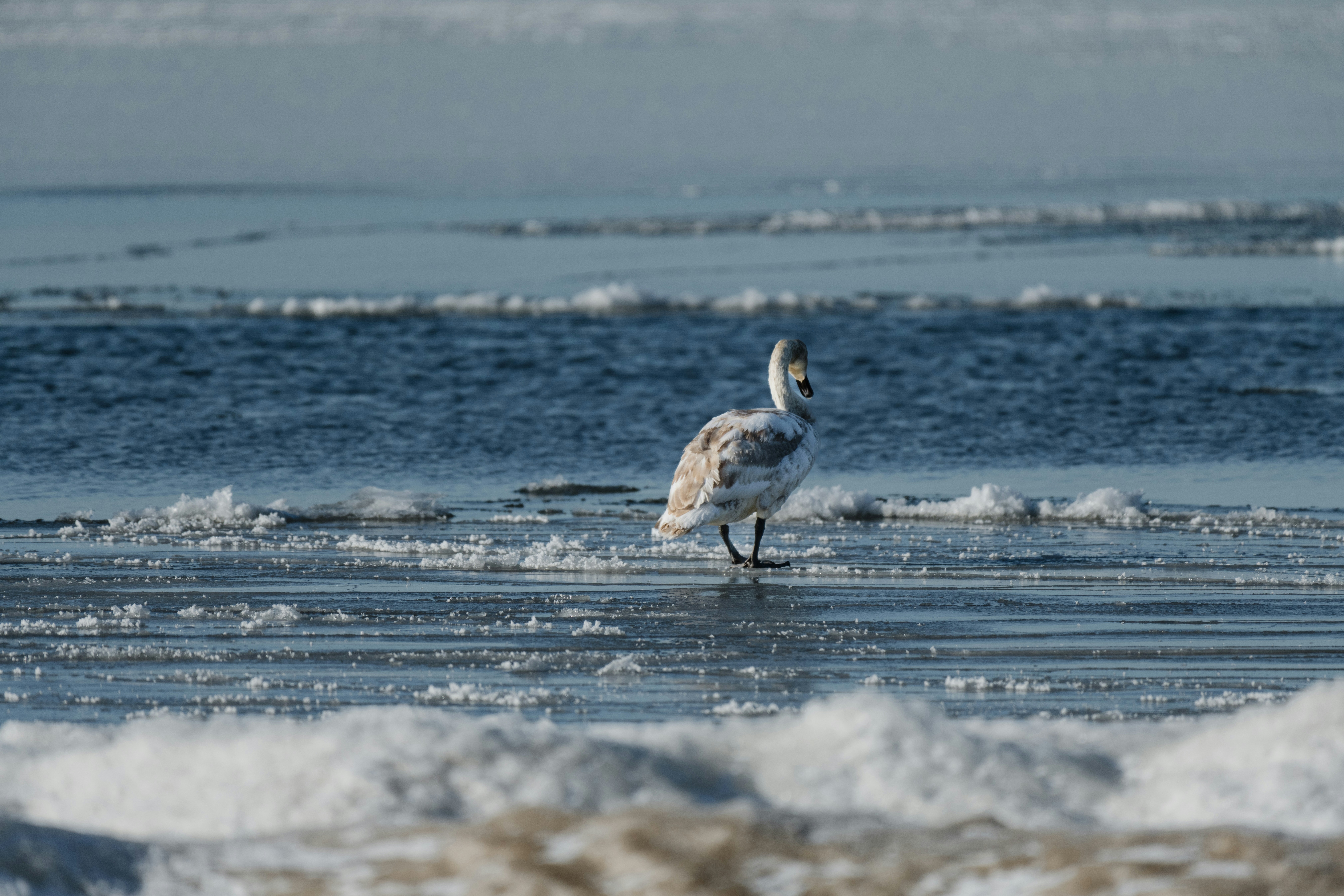 Photo by anitaaustvika