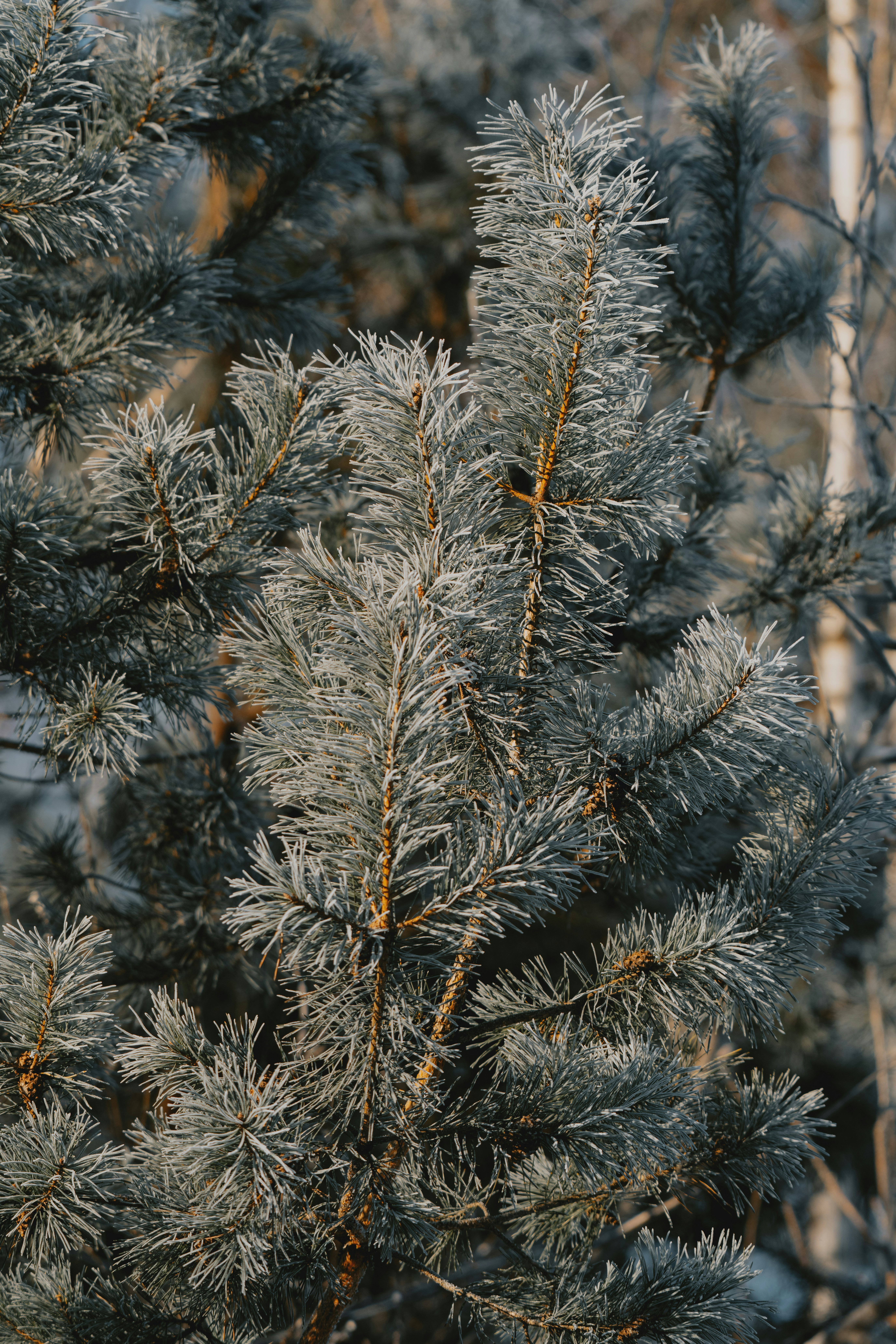 Close up of frosted pine needles on a tree branch