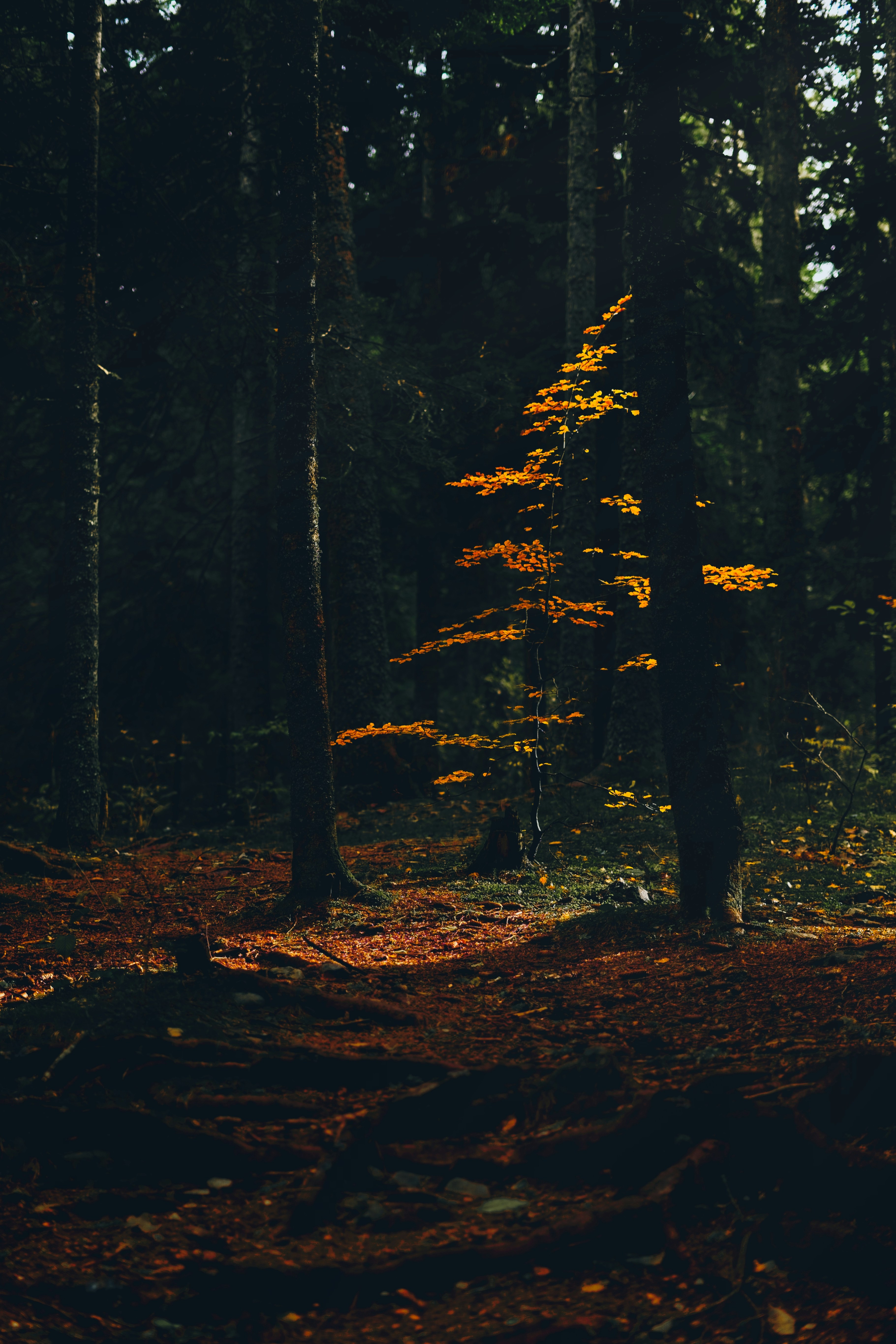 Photo by nedimshoots