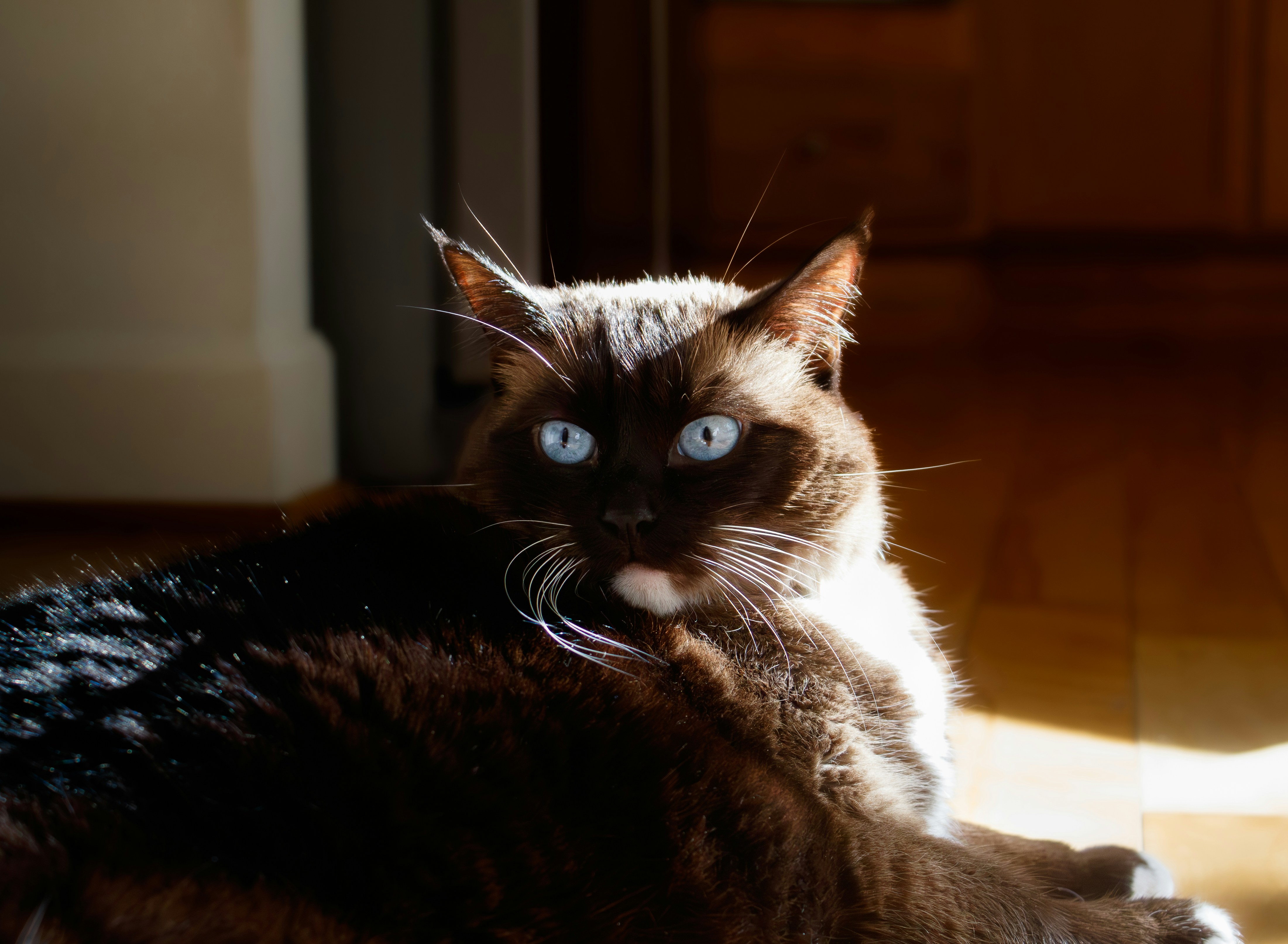 Prevent Obesity in Indoor Cats Complete Health Guide