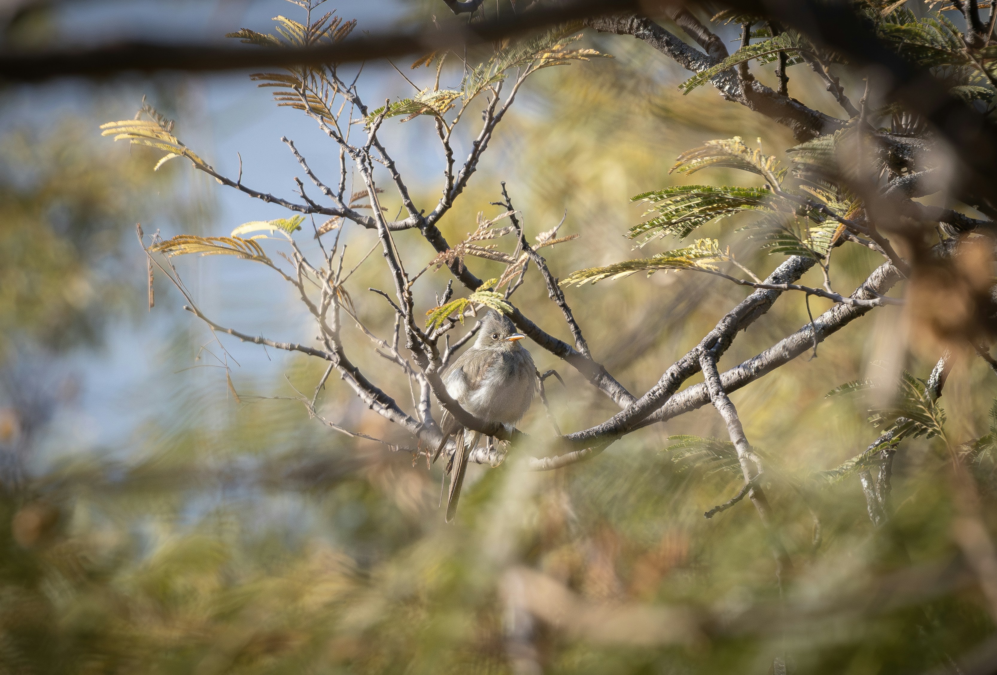 A small bird perches on a tree branch.