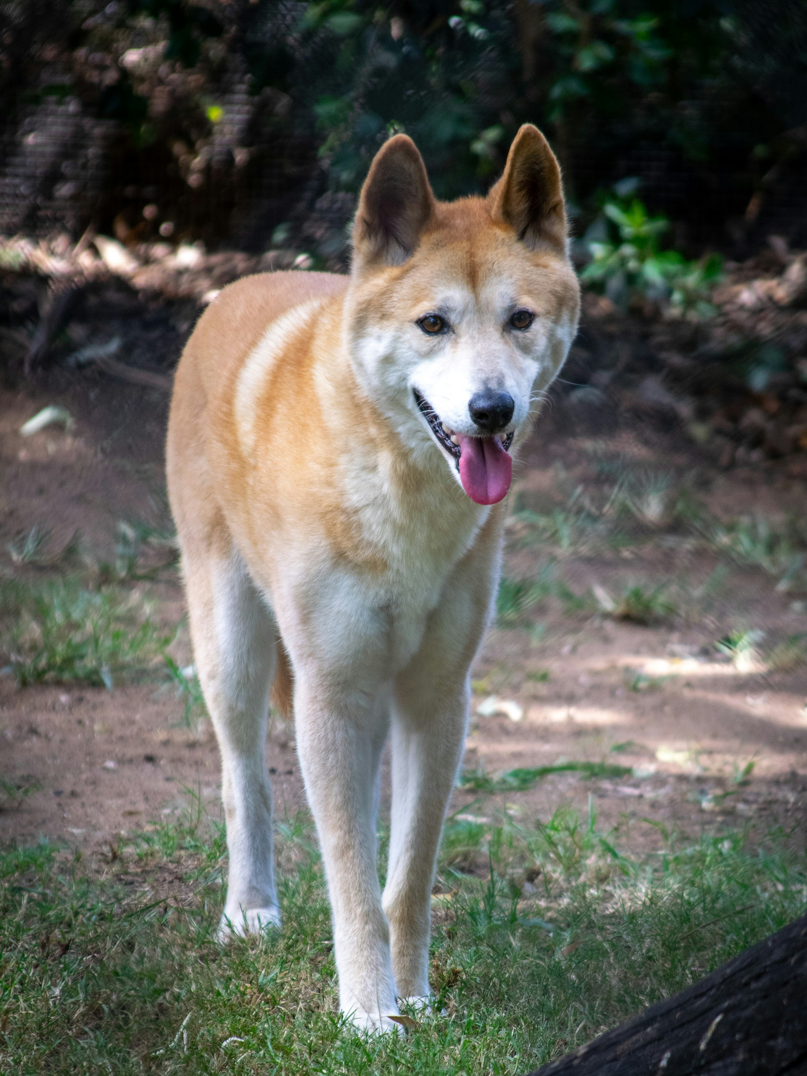 Photo by nicollcamacho