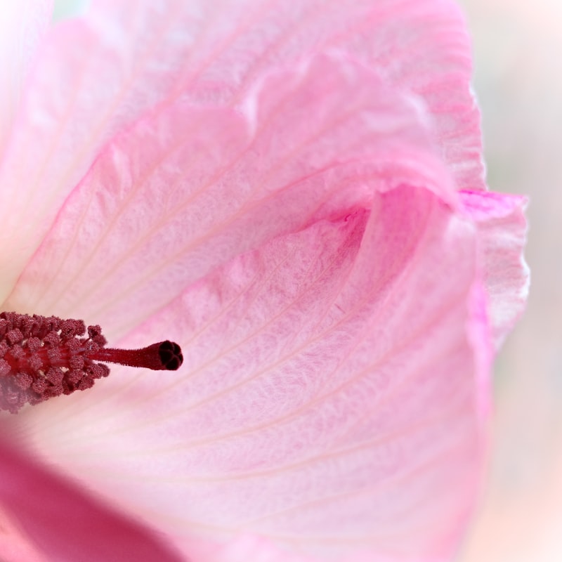 Detail einer Hibiskusblüte in rosa