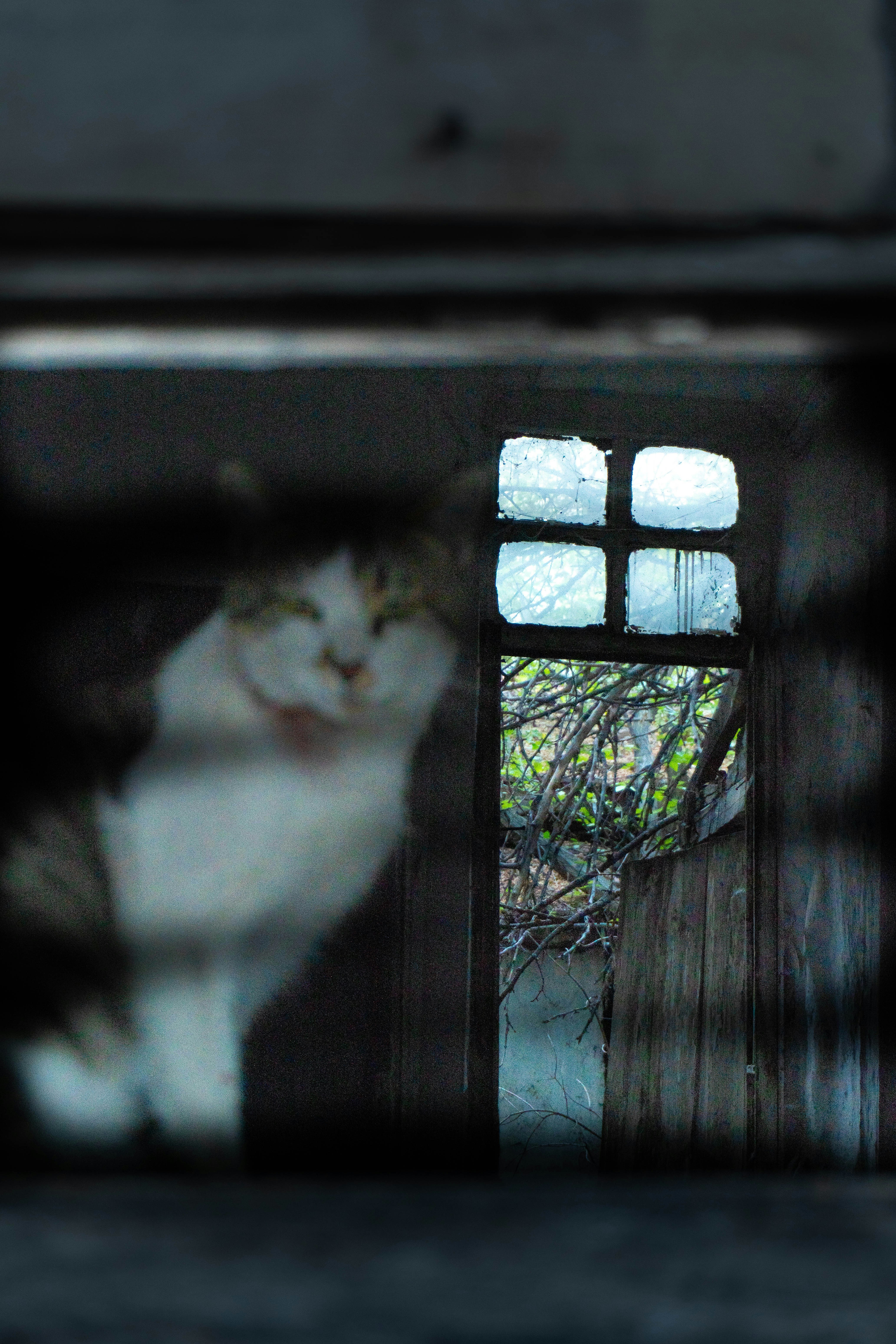 A fluffy cat sits near a small window