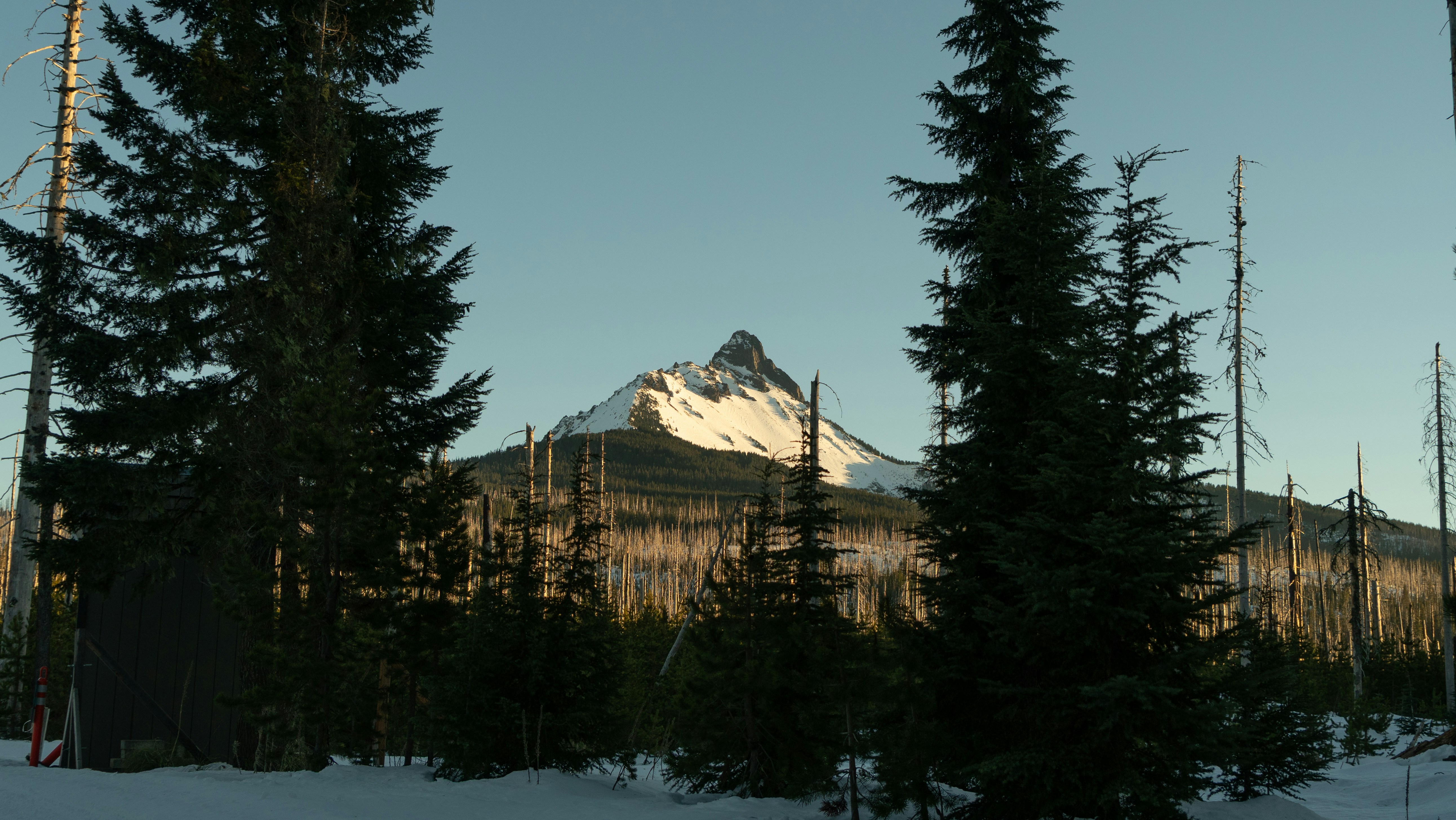 Snow-capped mountain peak seen through pine trees