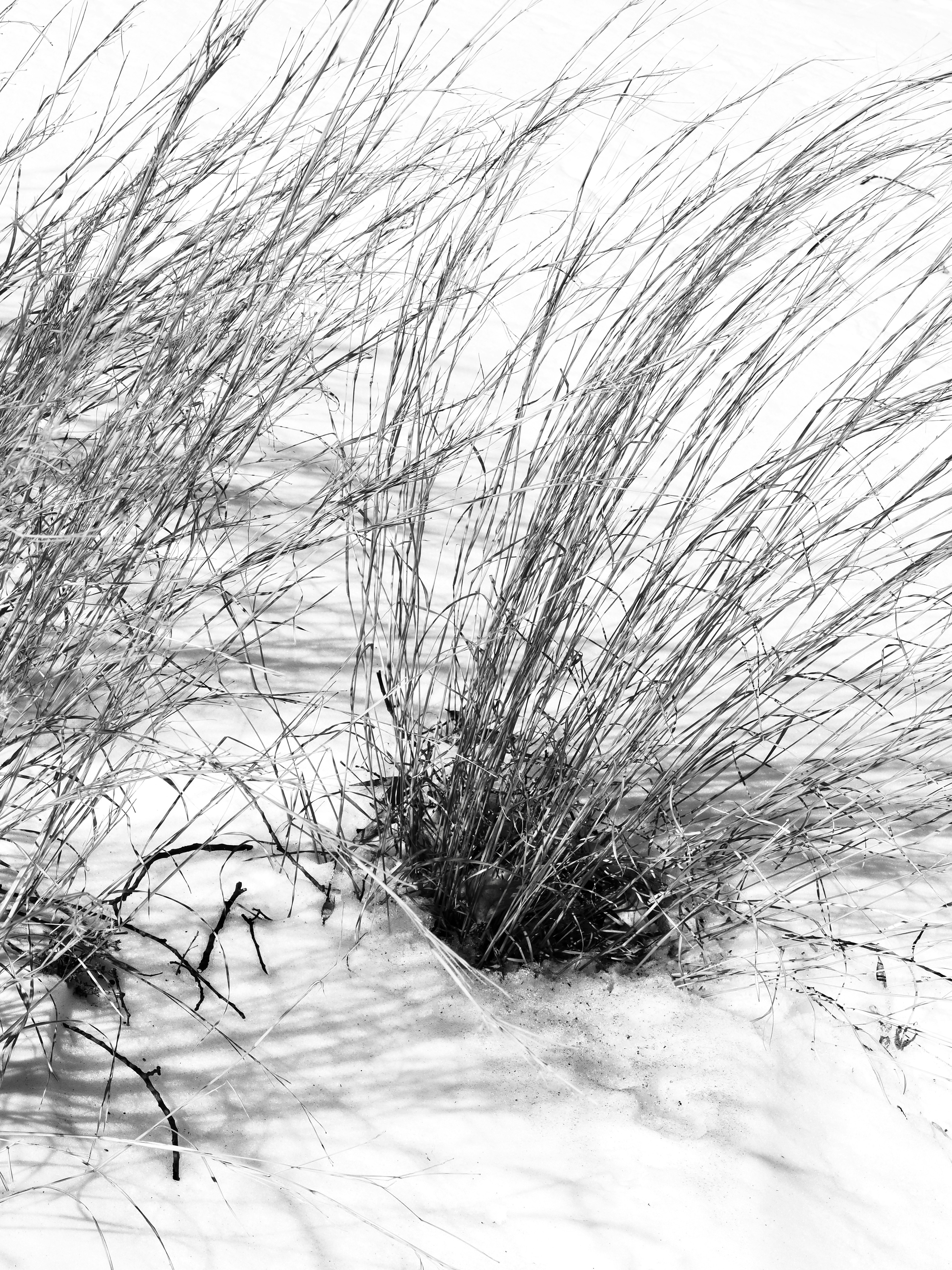 Photo by sschusterphotoart