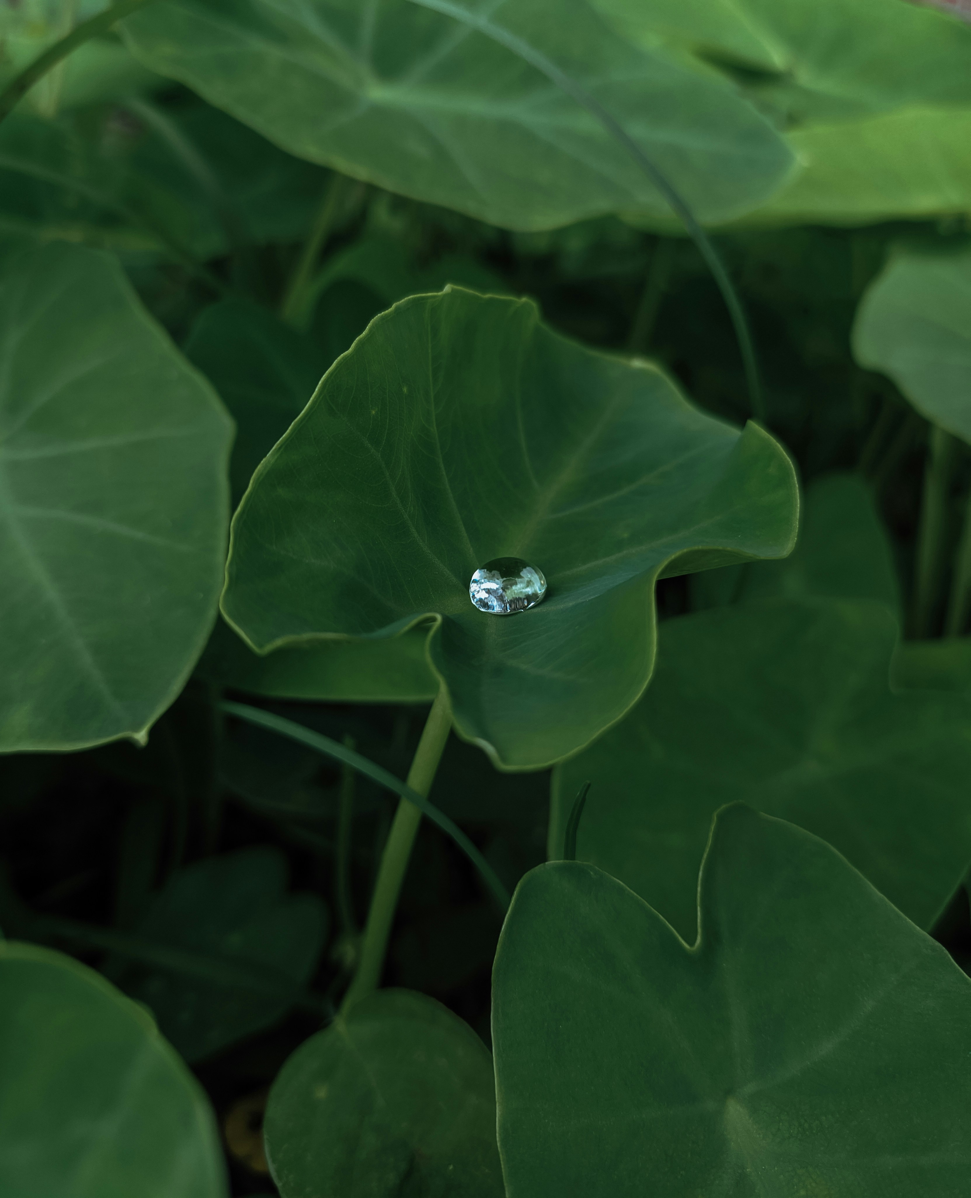 A single water droplet rests on a large green leaf.