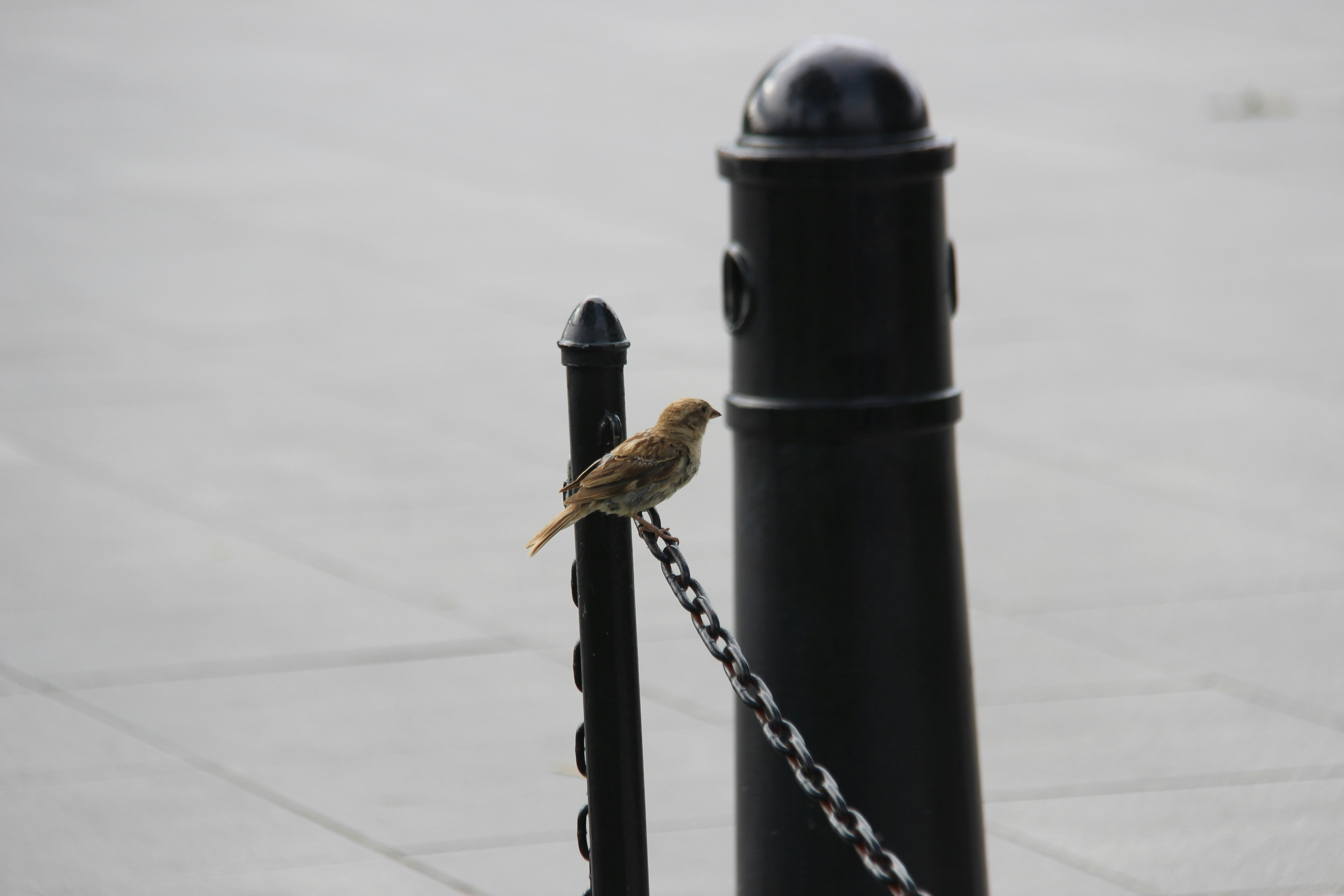 A small bird perched on a metal chain.