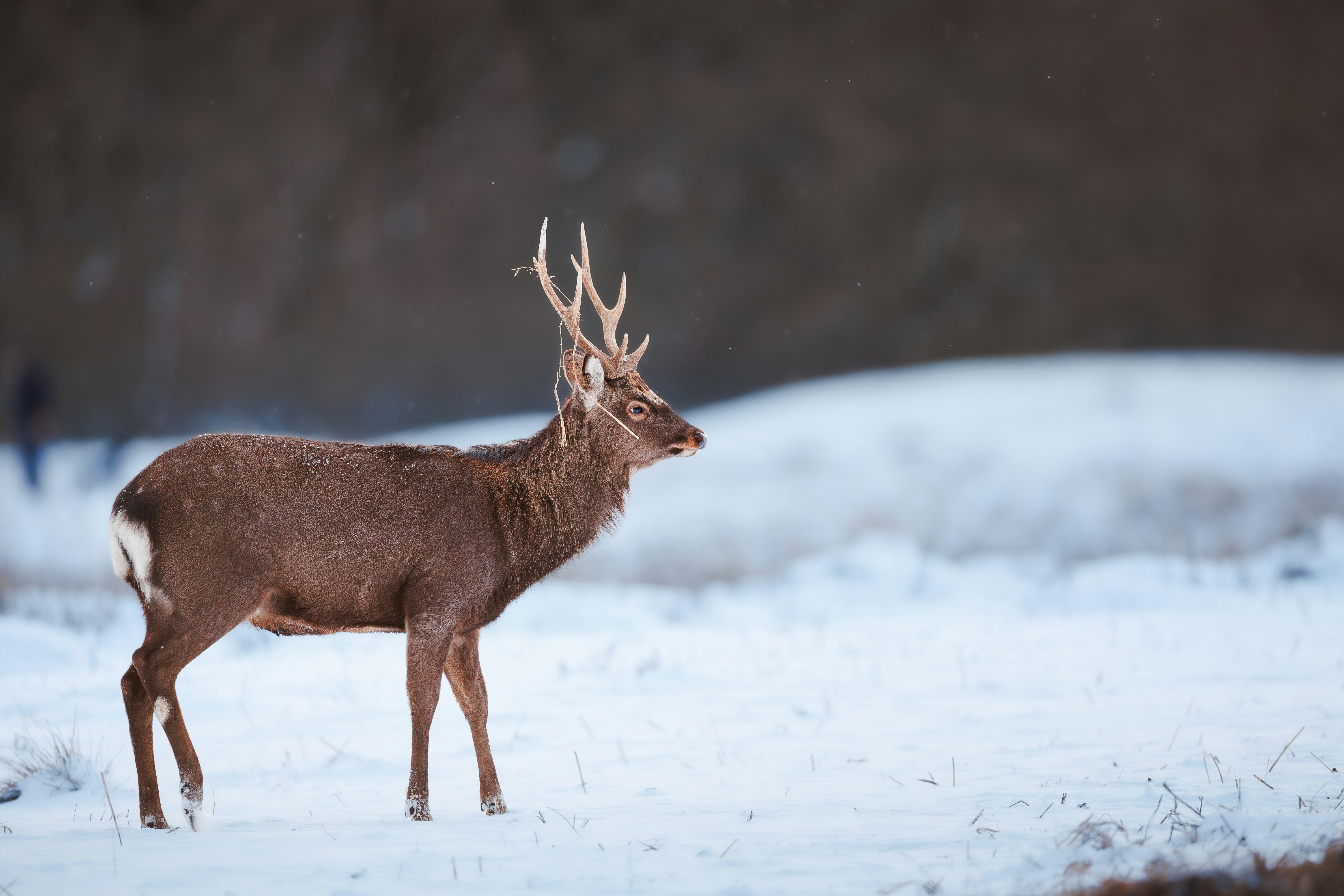 A majestic deer with antlers stands in a snowy field.