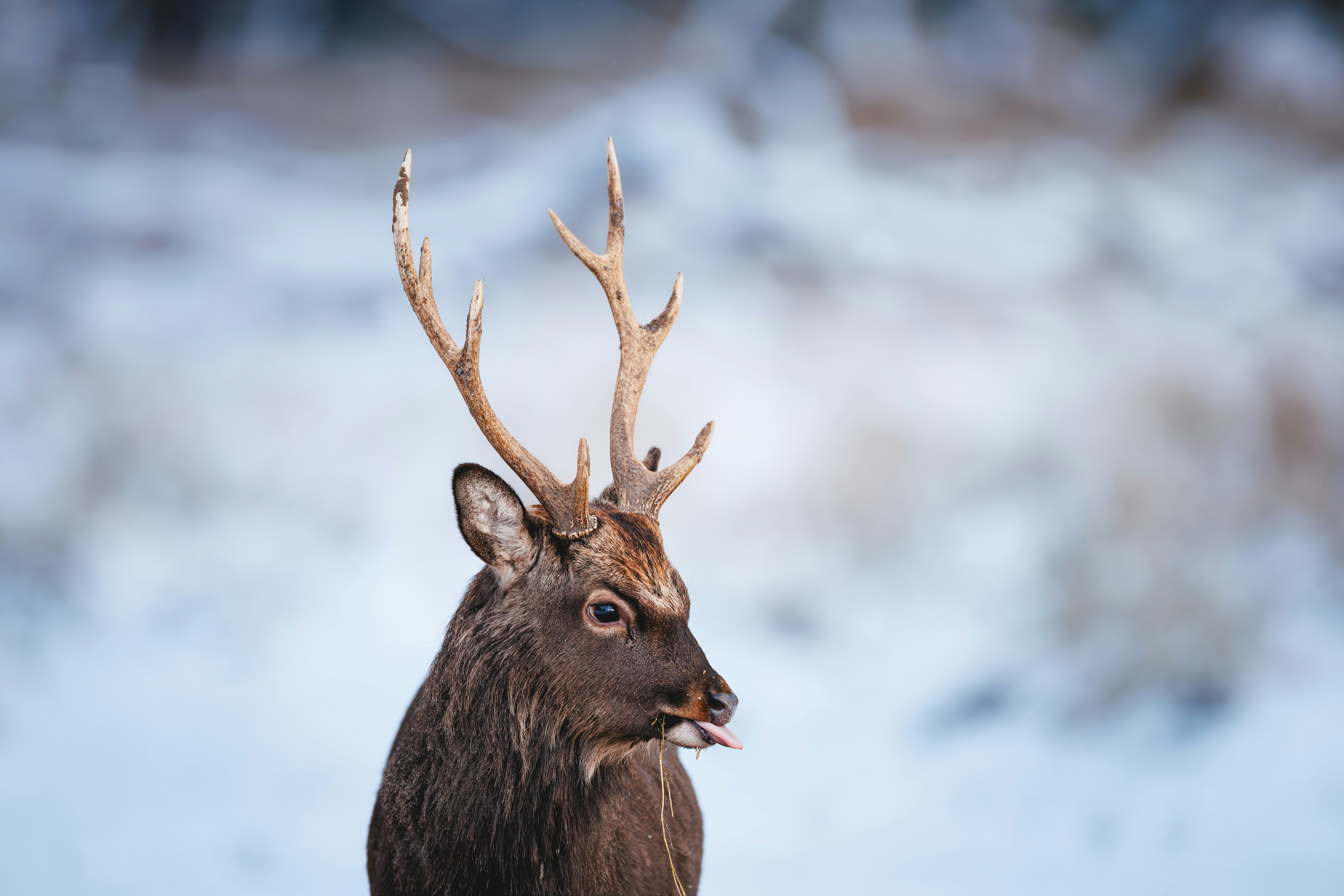 A deer with antlers in a snowy landscape.