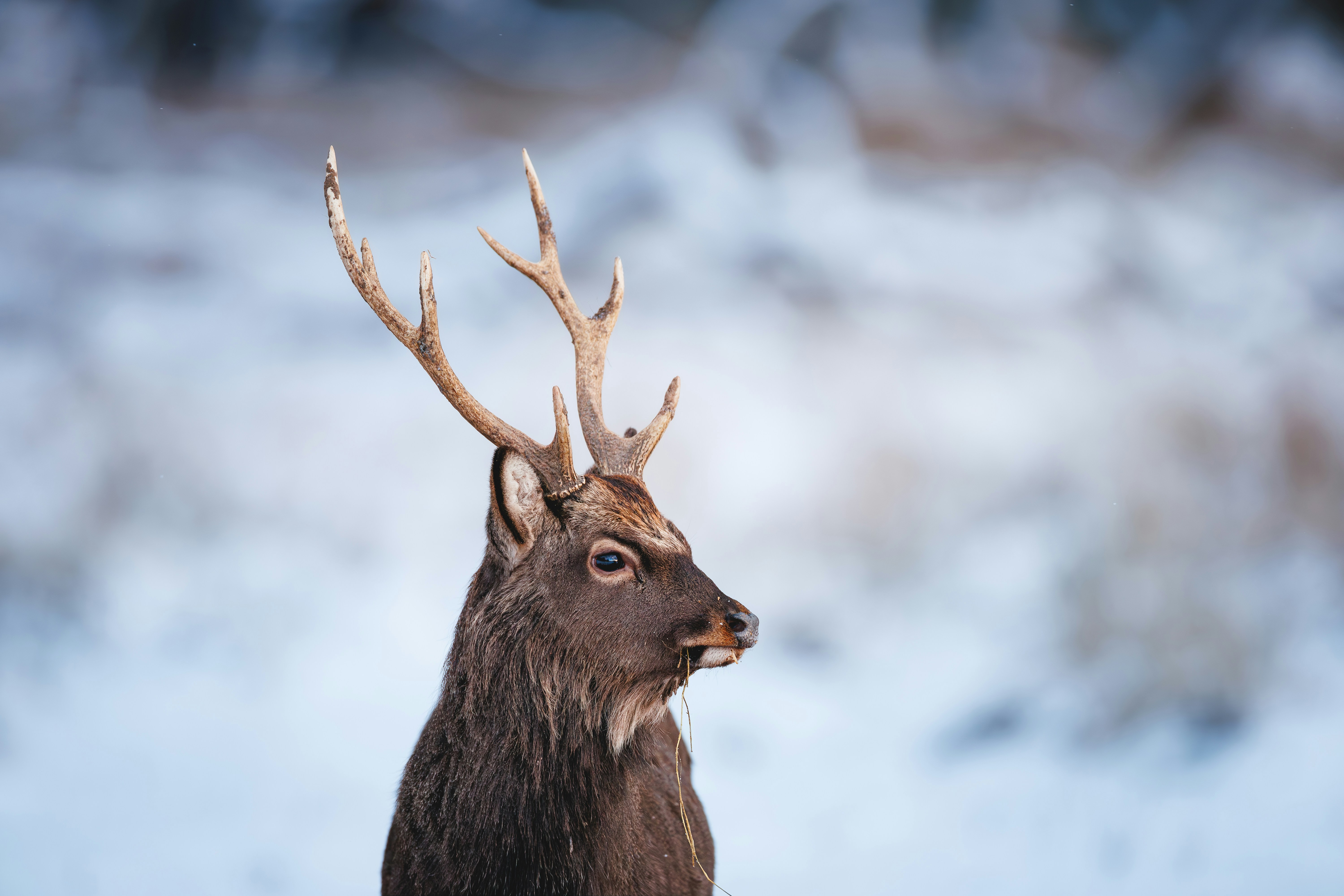 A majestic deer with large antlers in a snowy forest.