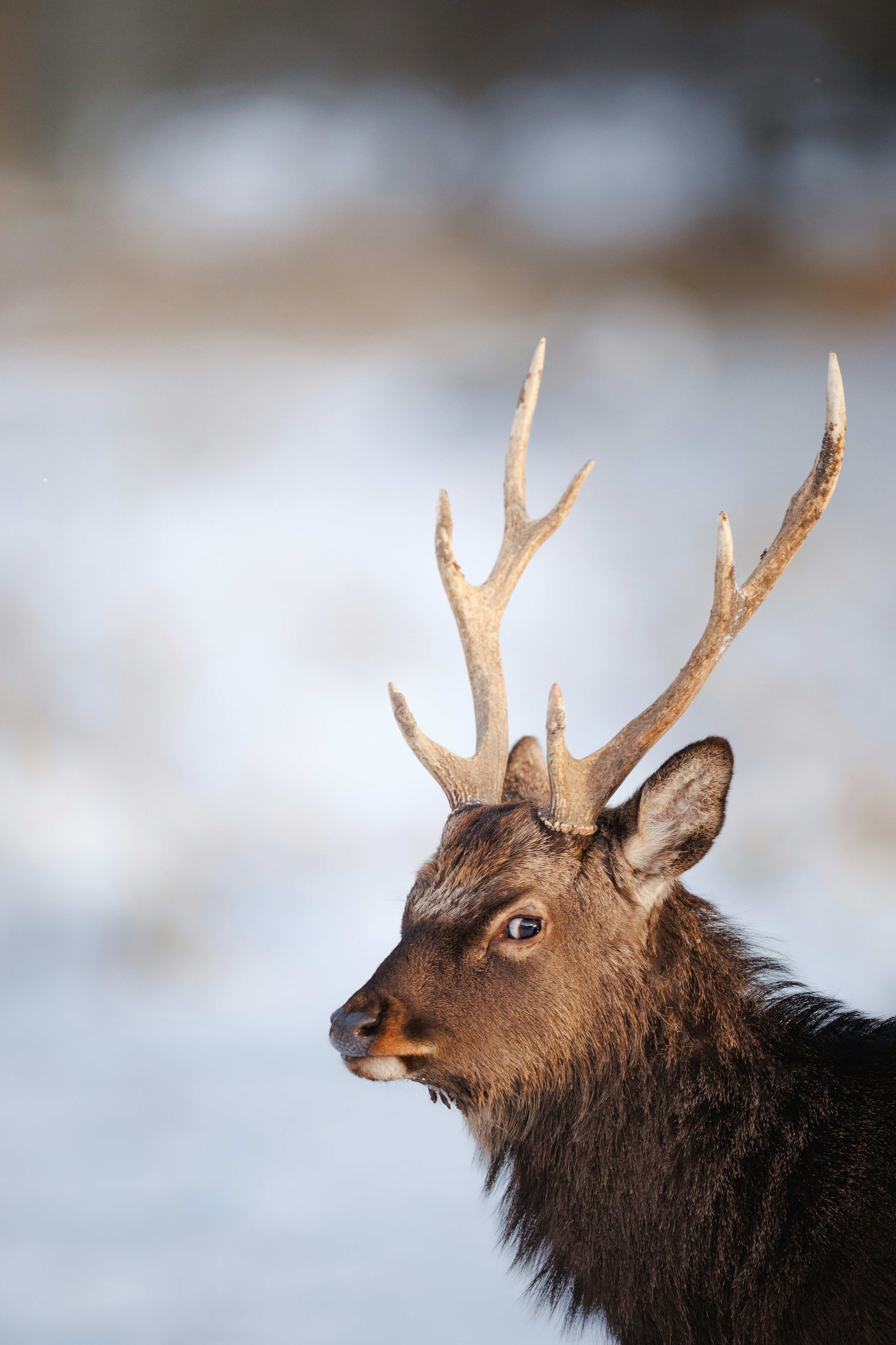 A deer with antlers stands in a snowy landscape.