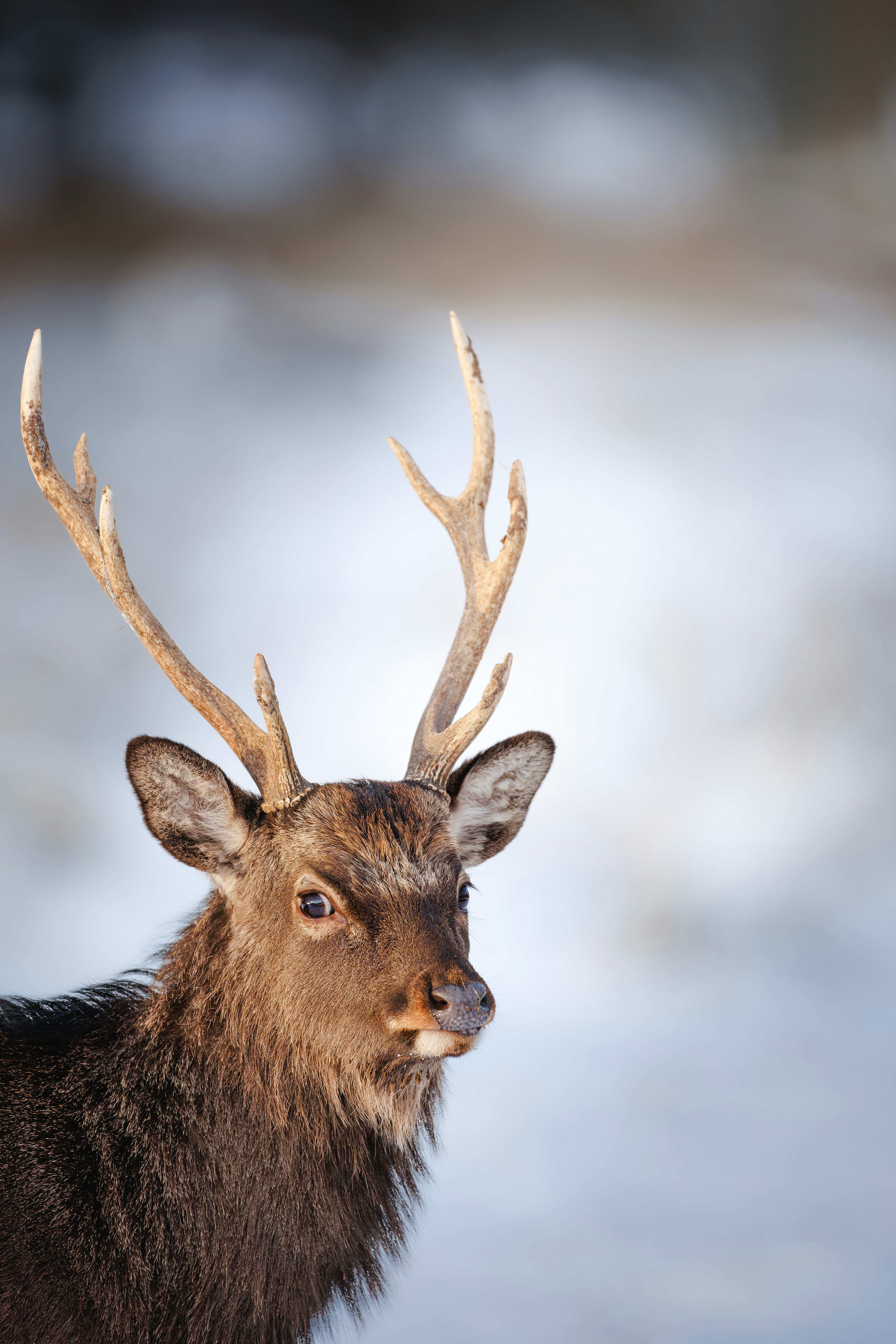 A deer with antlers stands in a snowy field.