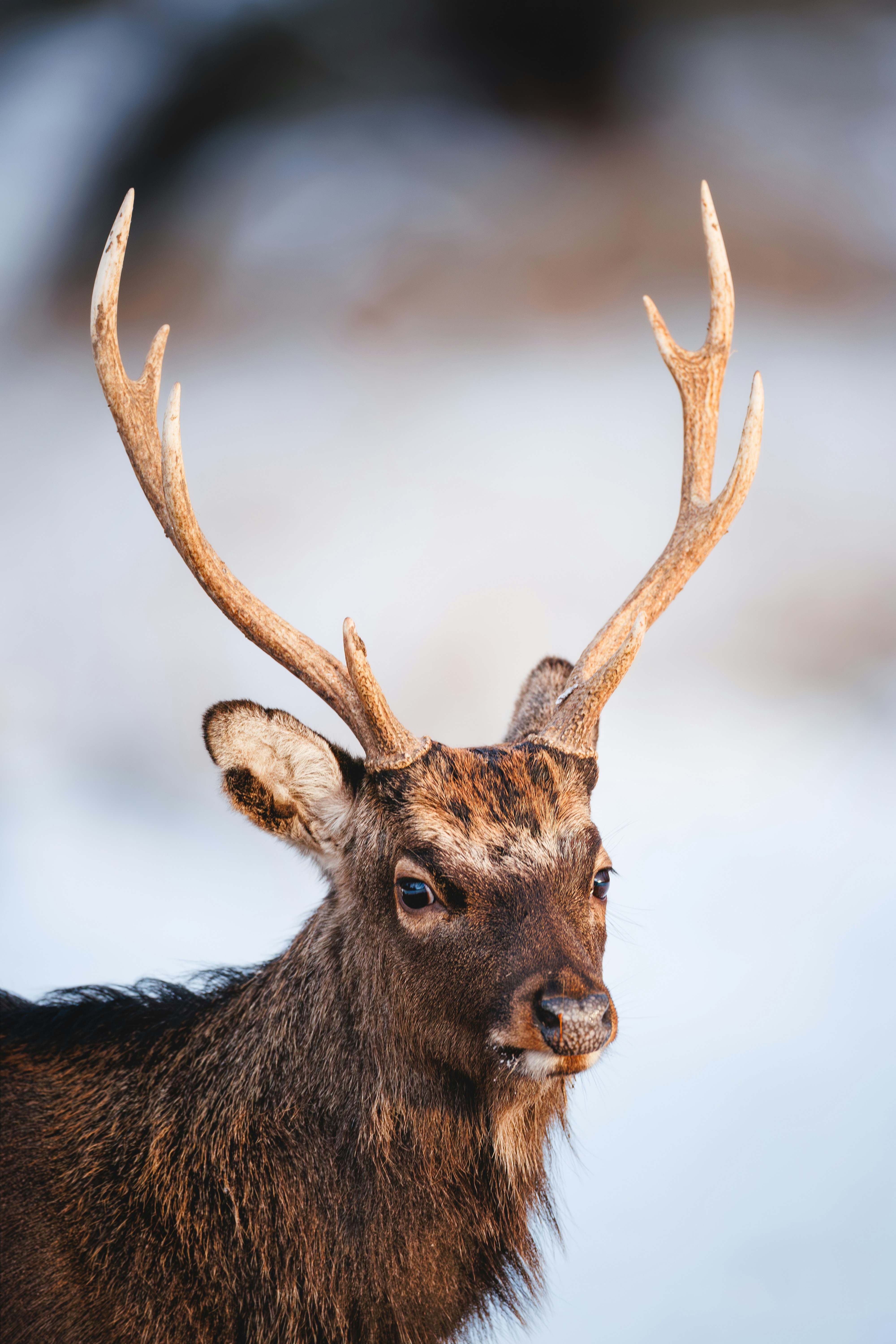 Close-up of a deer with large antlers in winter