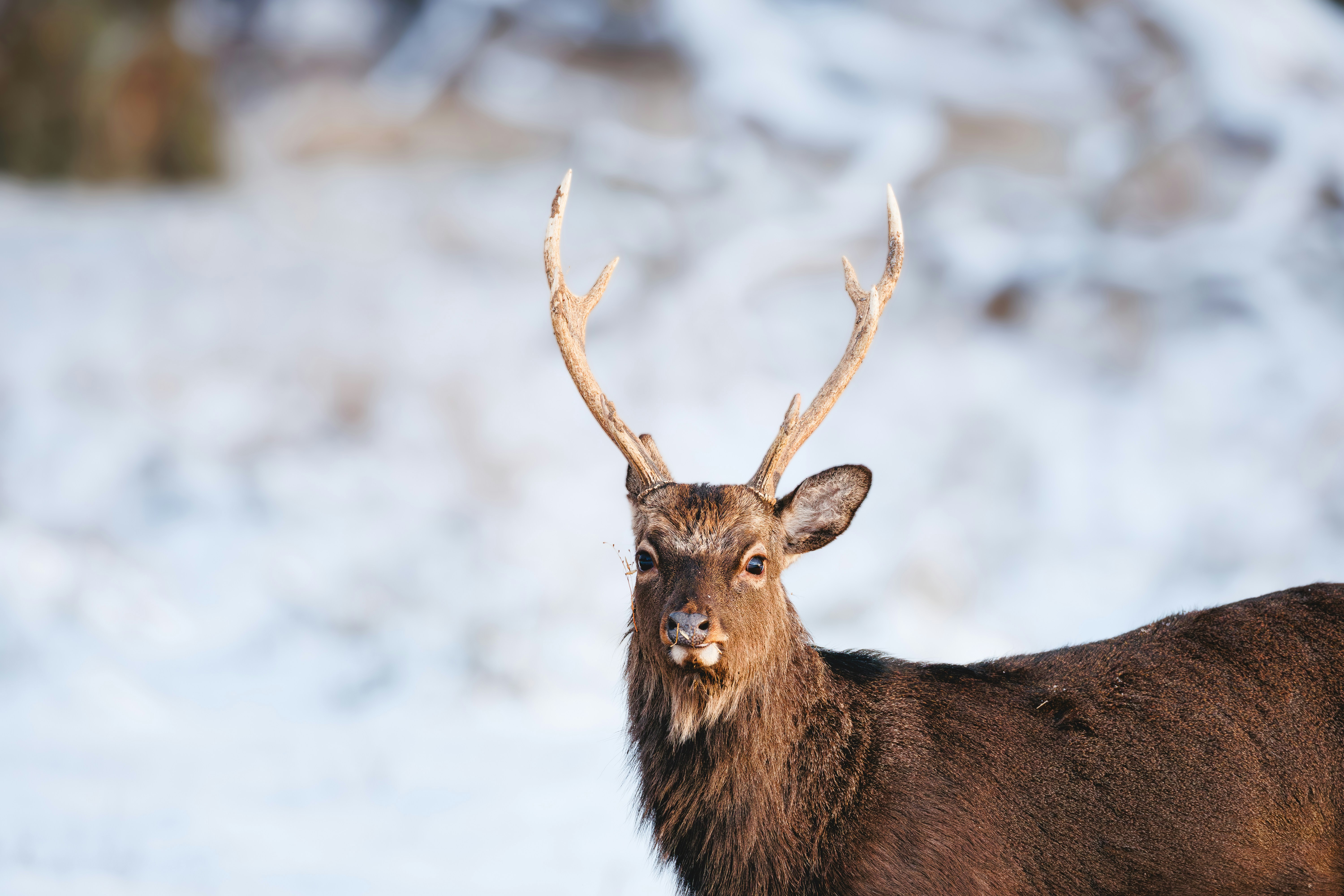 A deer with antlers stands in a snowy landscape.