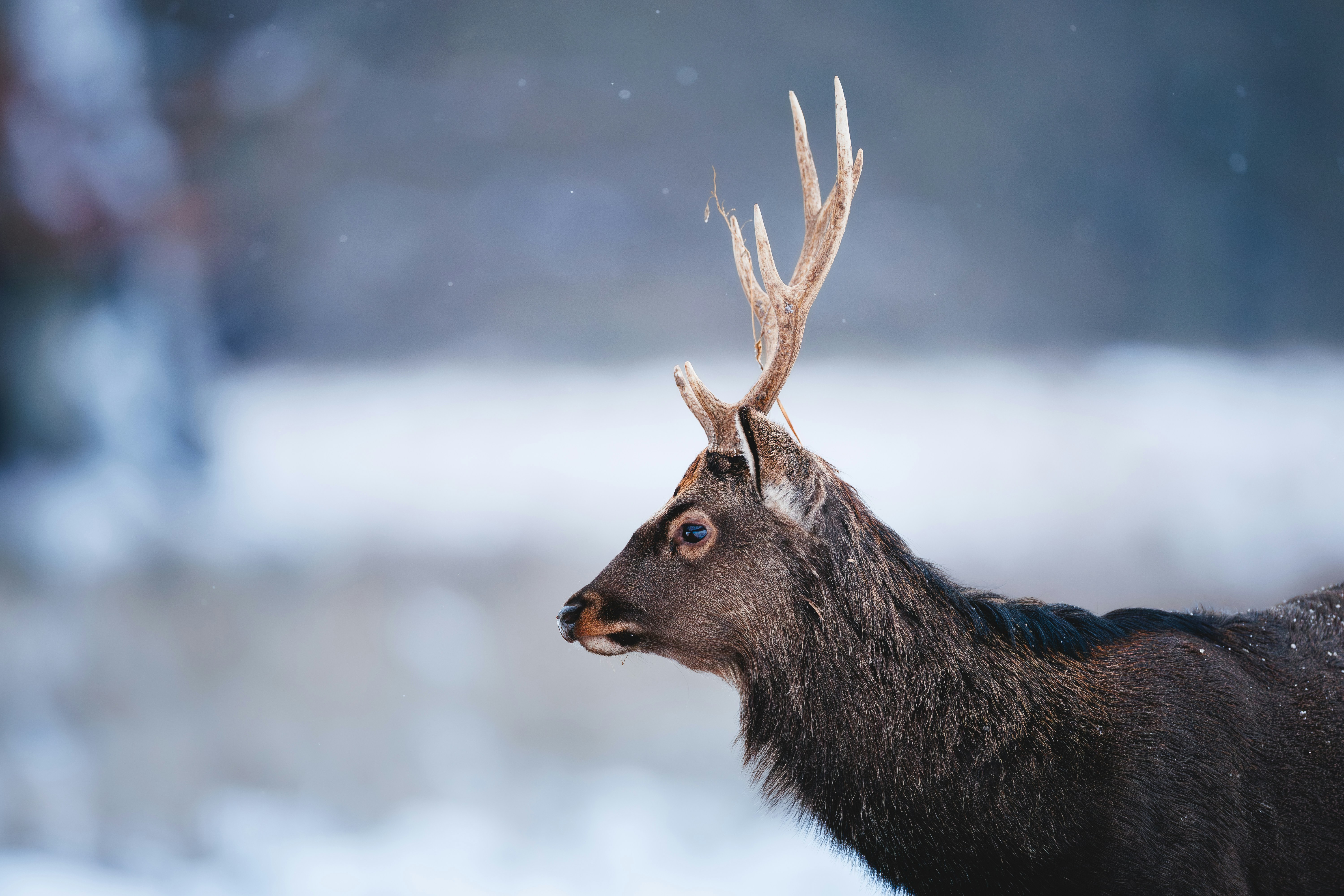 A deer with antlers stands in a snowy forest.