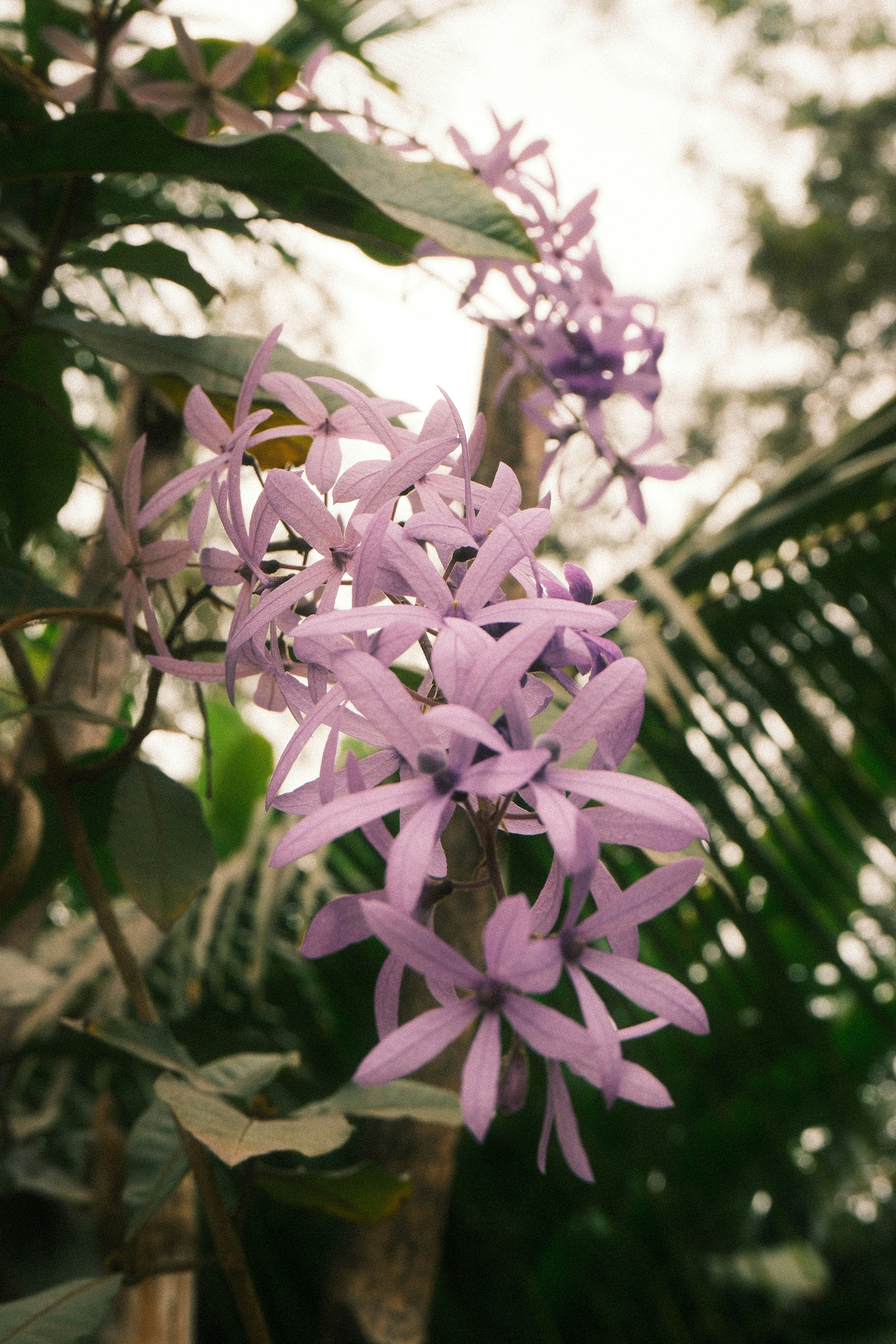 A cluster of delicate purple flowers on a branch.