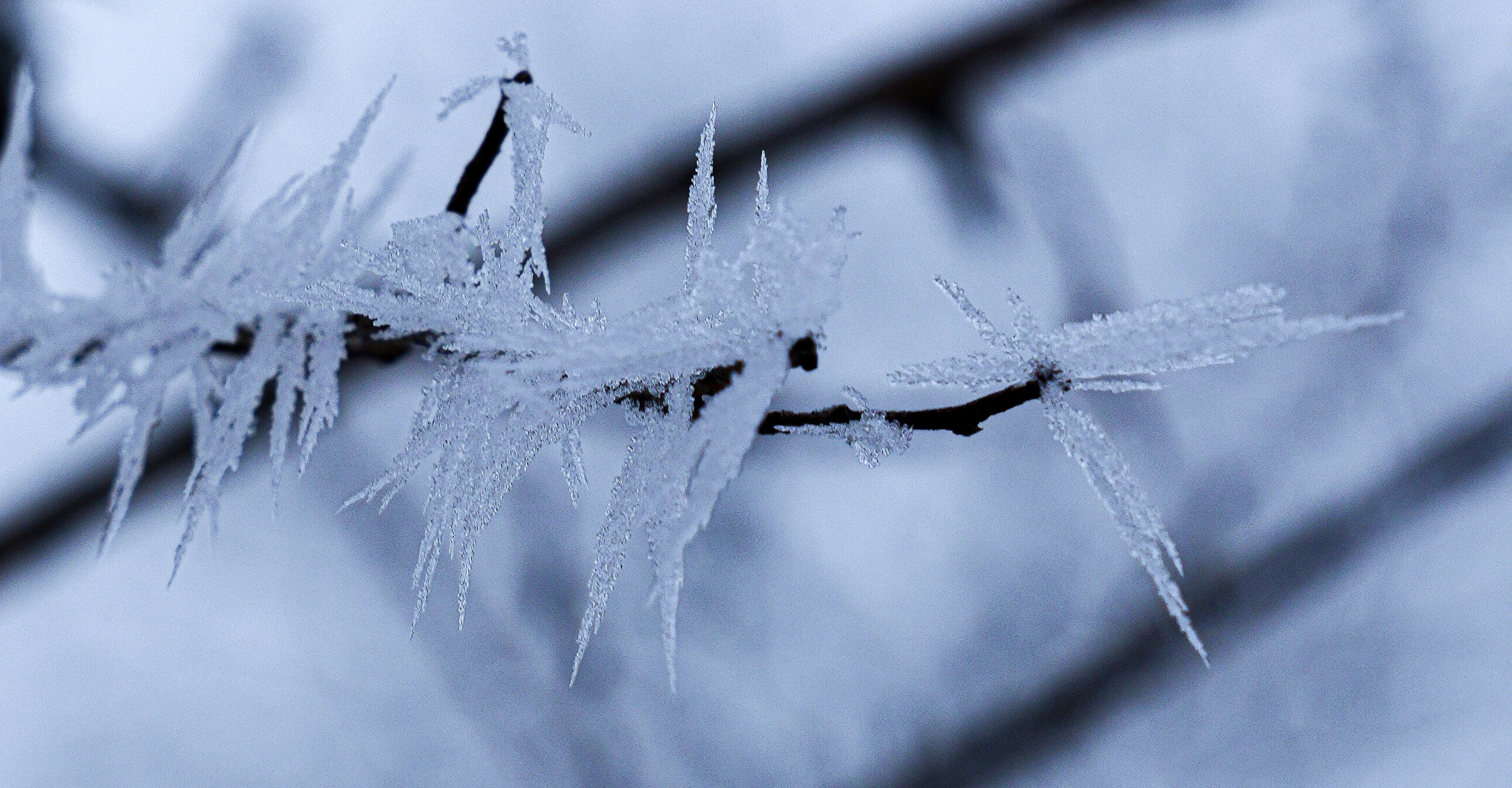 Ice crystals forming on a tree branch in winter.