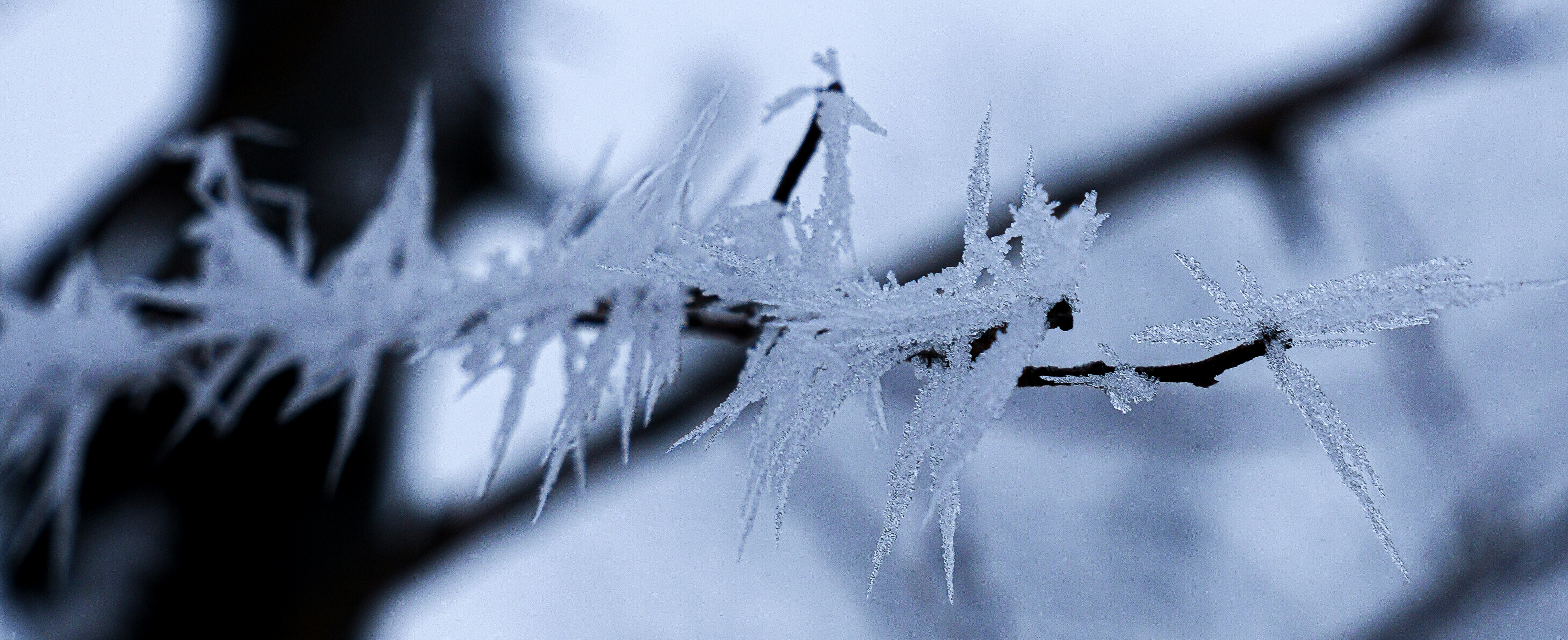 Ice crystals forming on a tree branch in winter