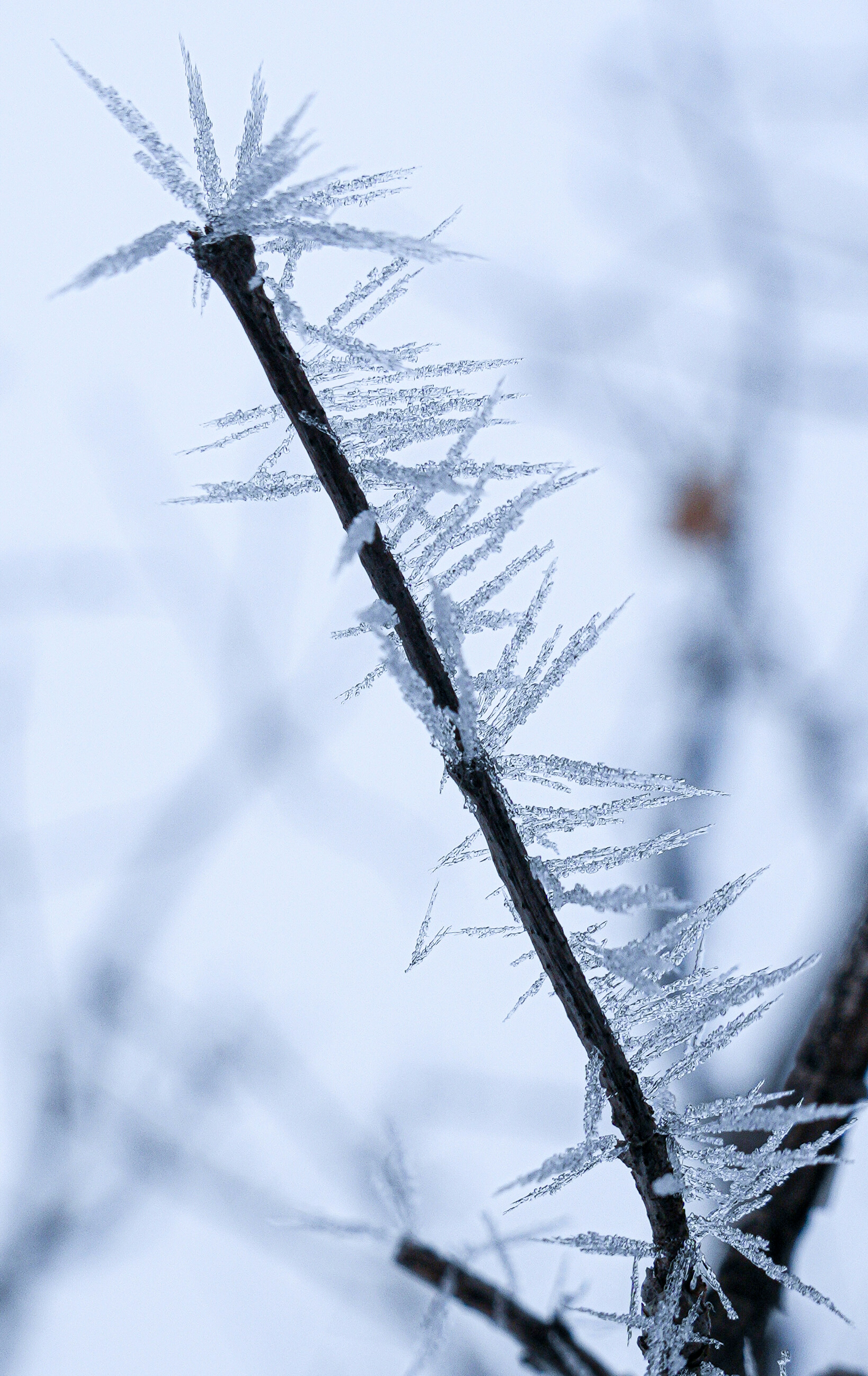 Frost crystals growing on a thin branch in winter.