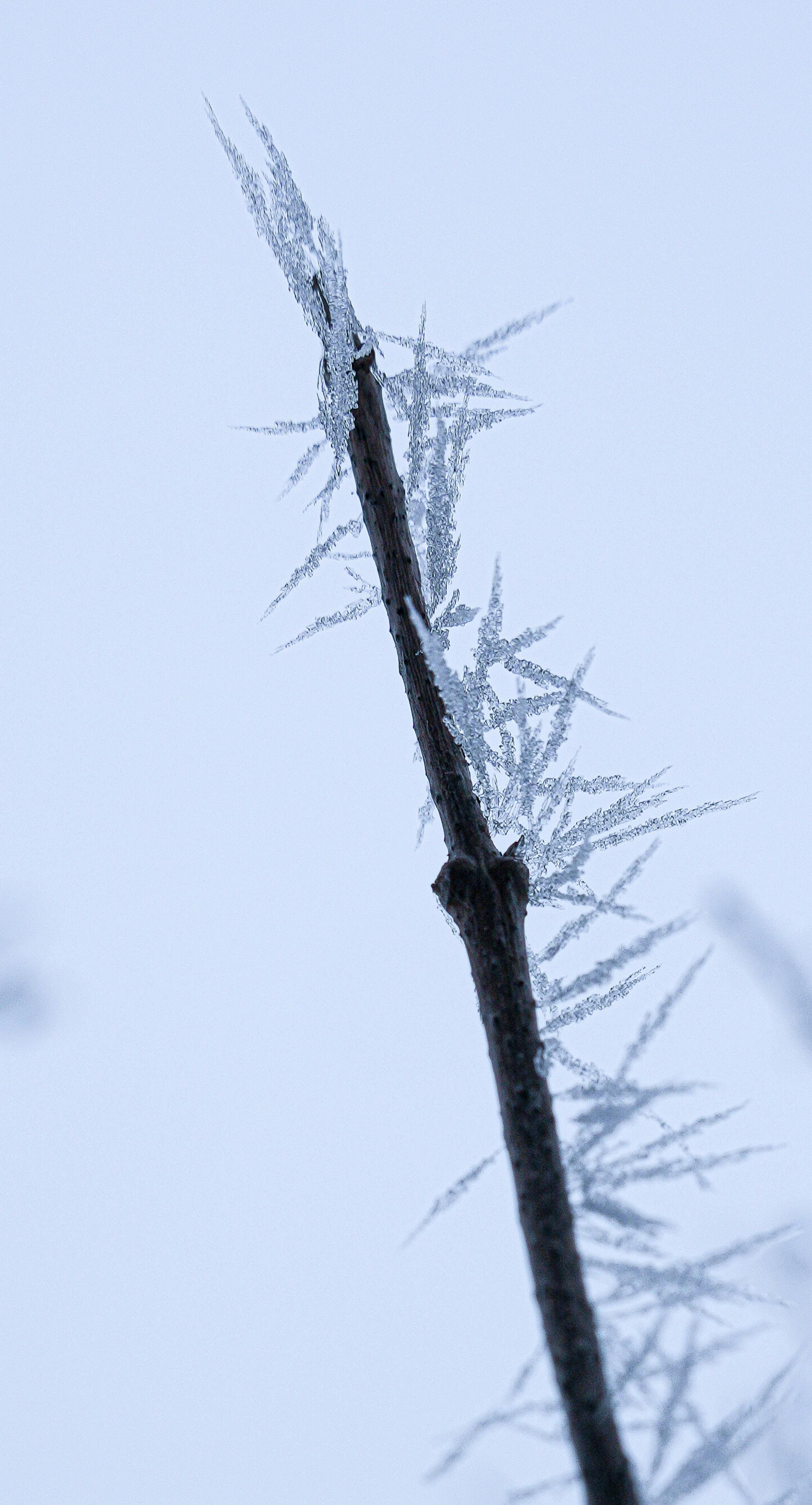Frost crystals forming on a thin branch in winter.
