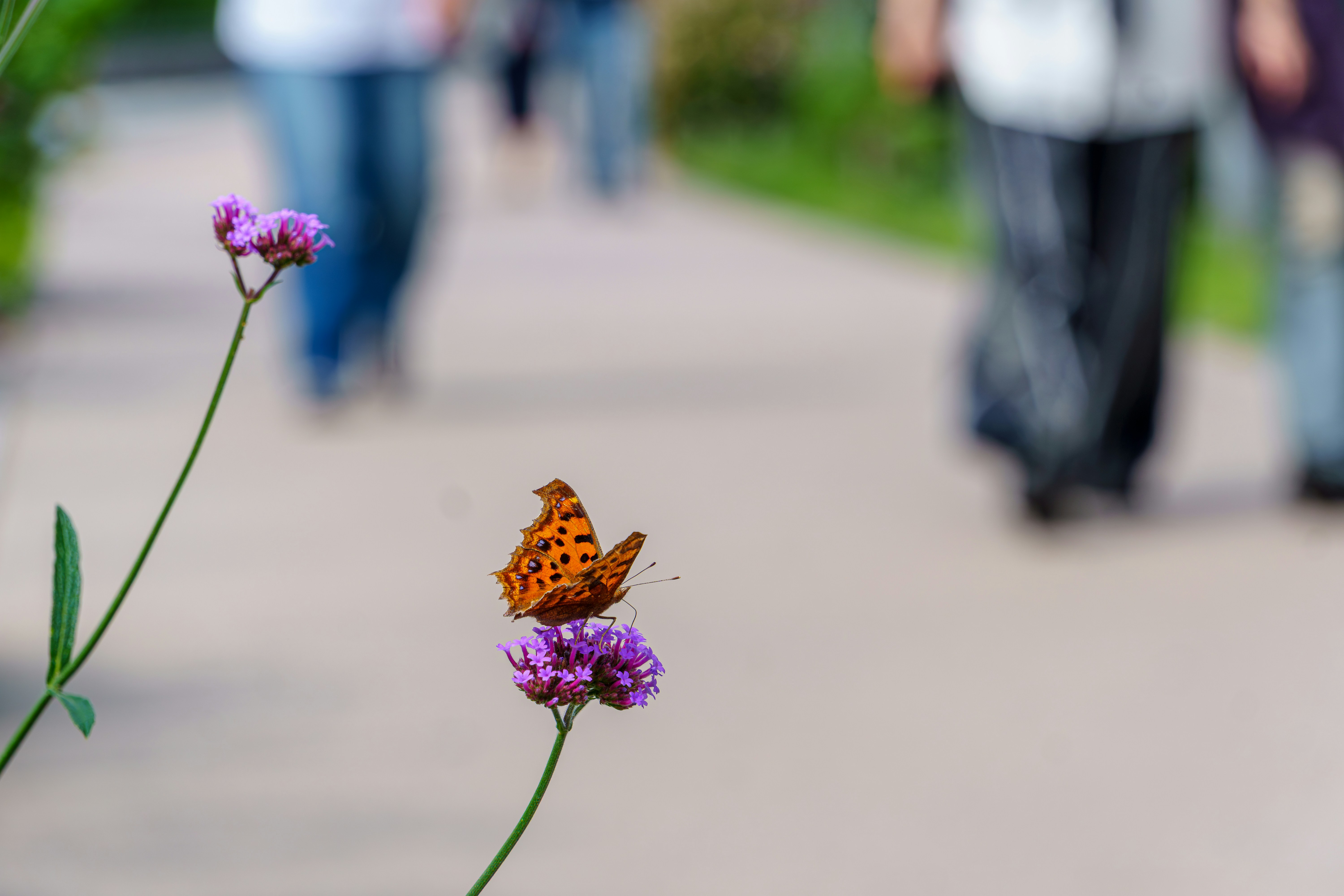 An orange butterfly rests on a purple flower.
