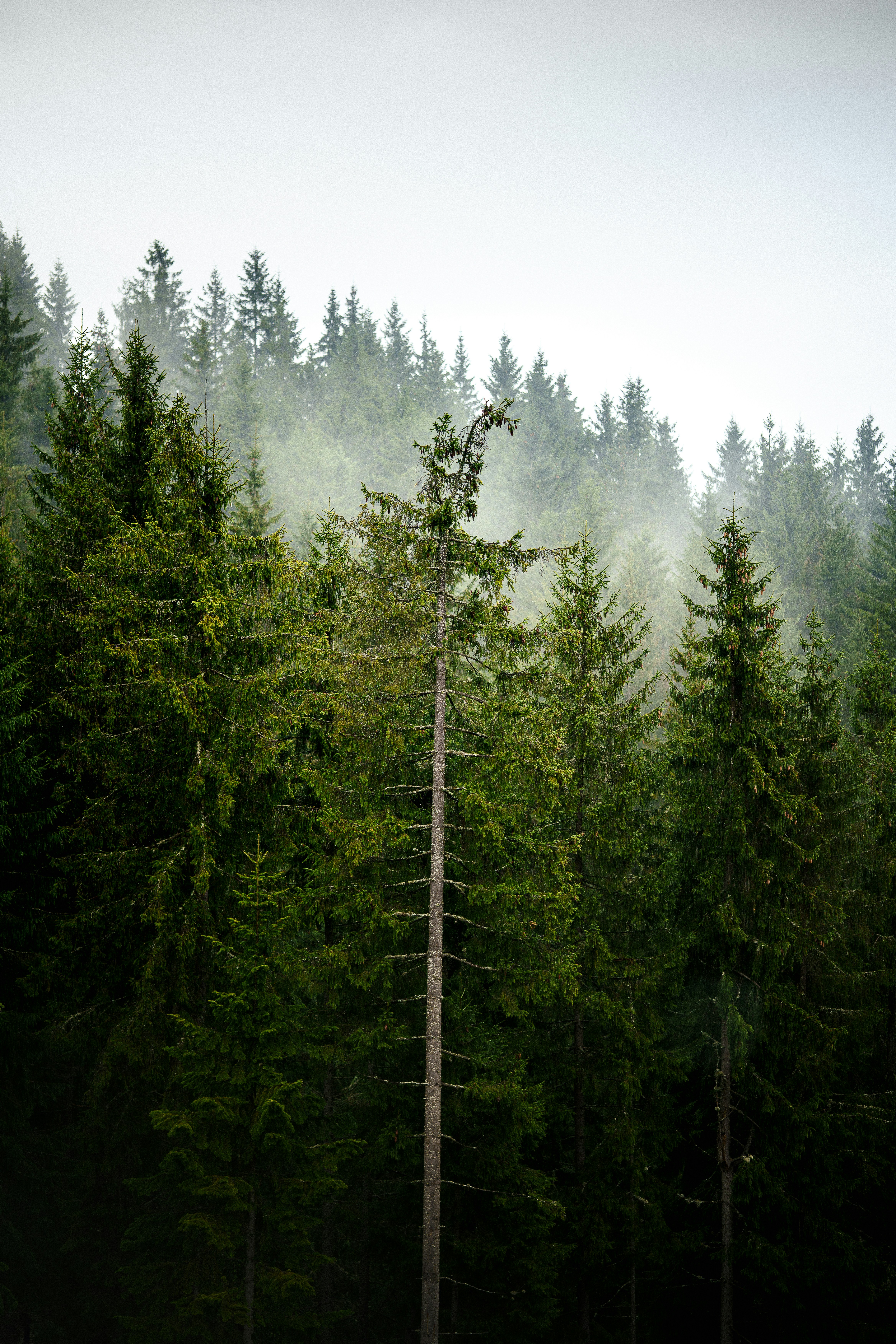 Photo by maksym_tymchyk