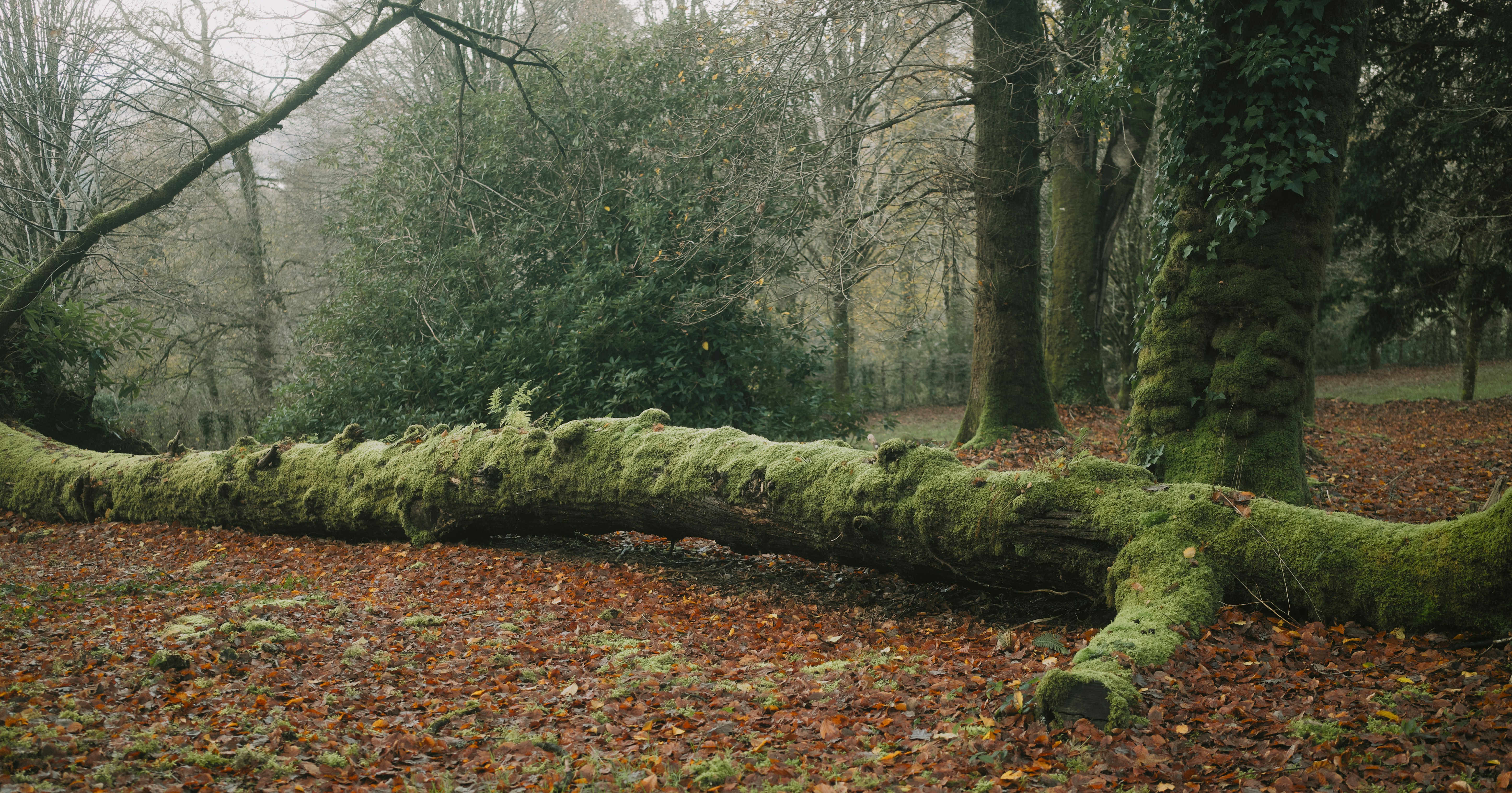 Fallen moss-covered tree trunk lies on forest floor