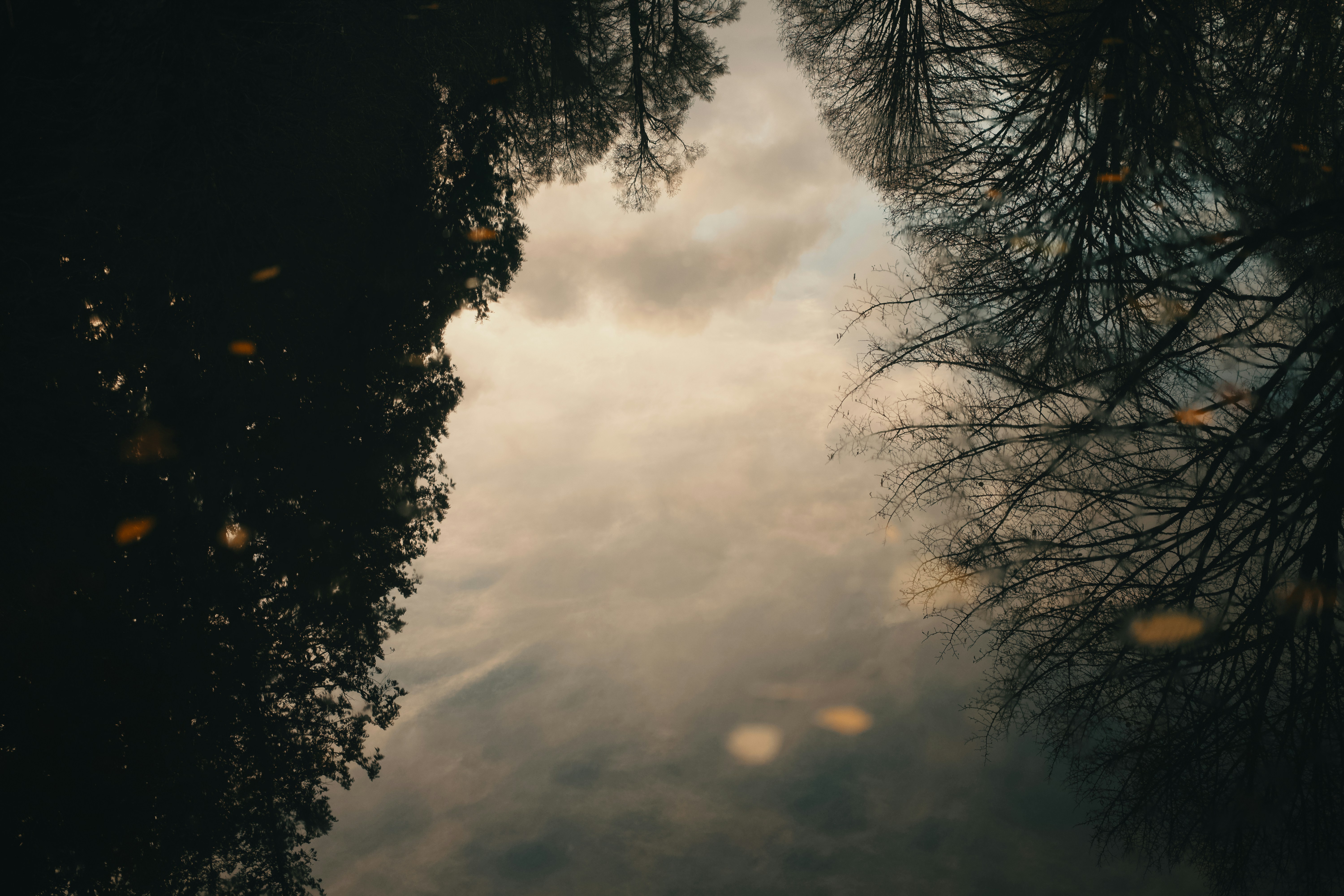 Bare trees against a cloudy sky at dusk