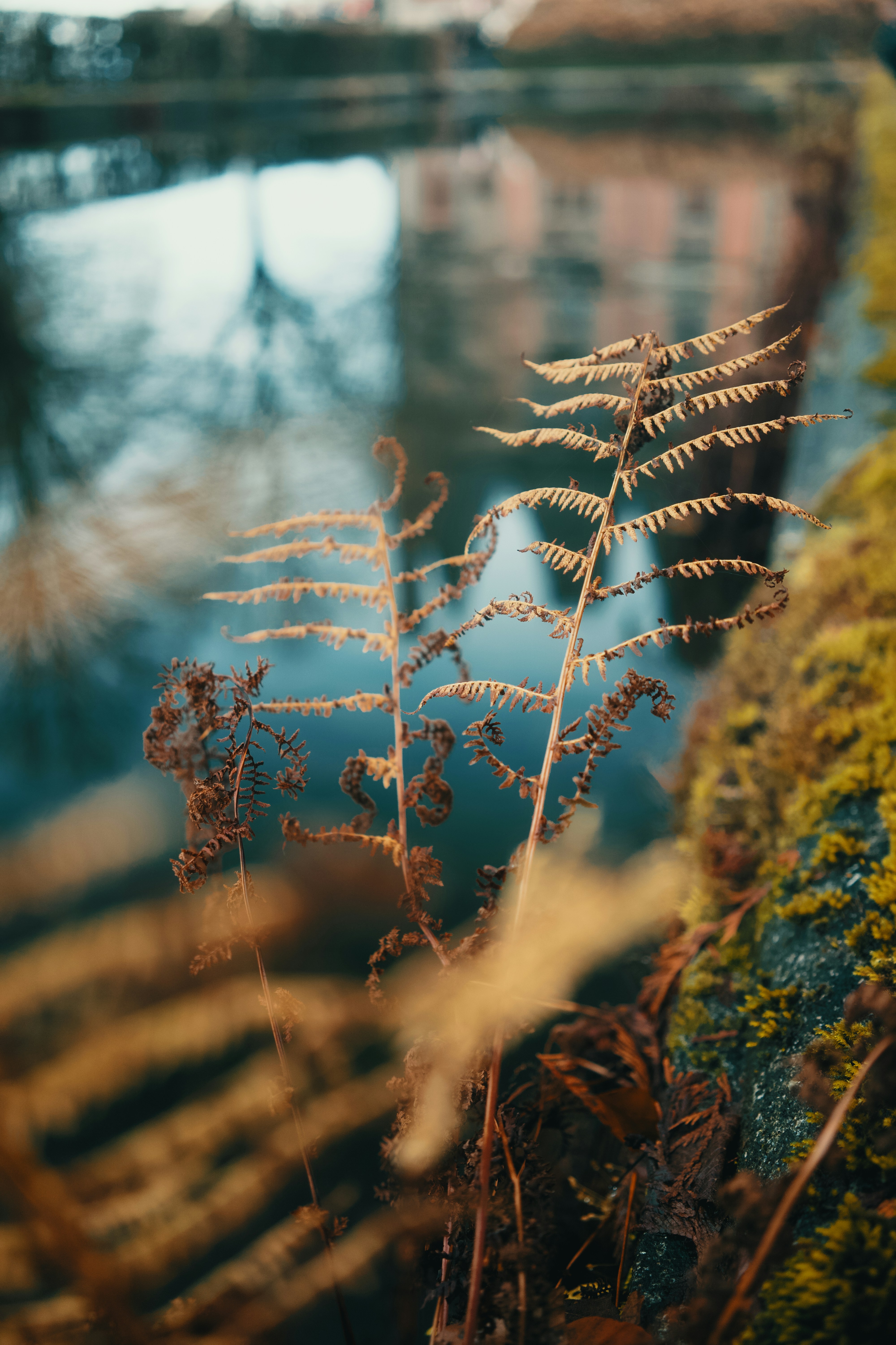 Dry fern fronds by a reflective body of water