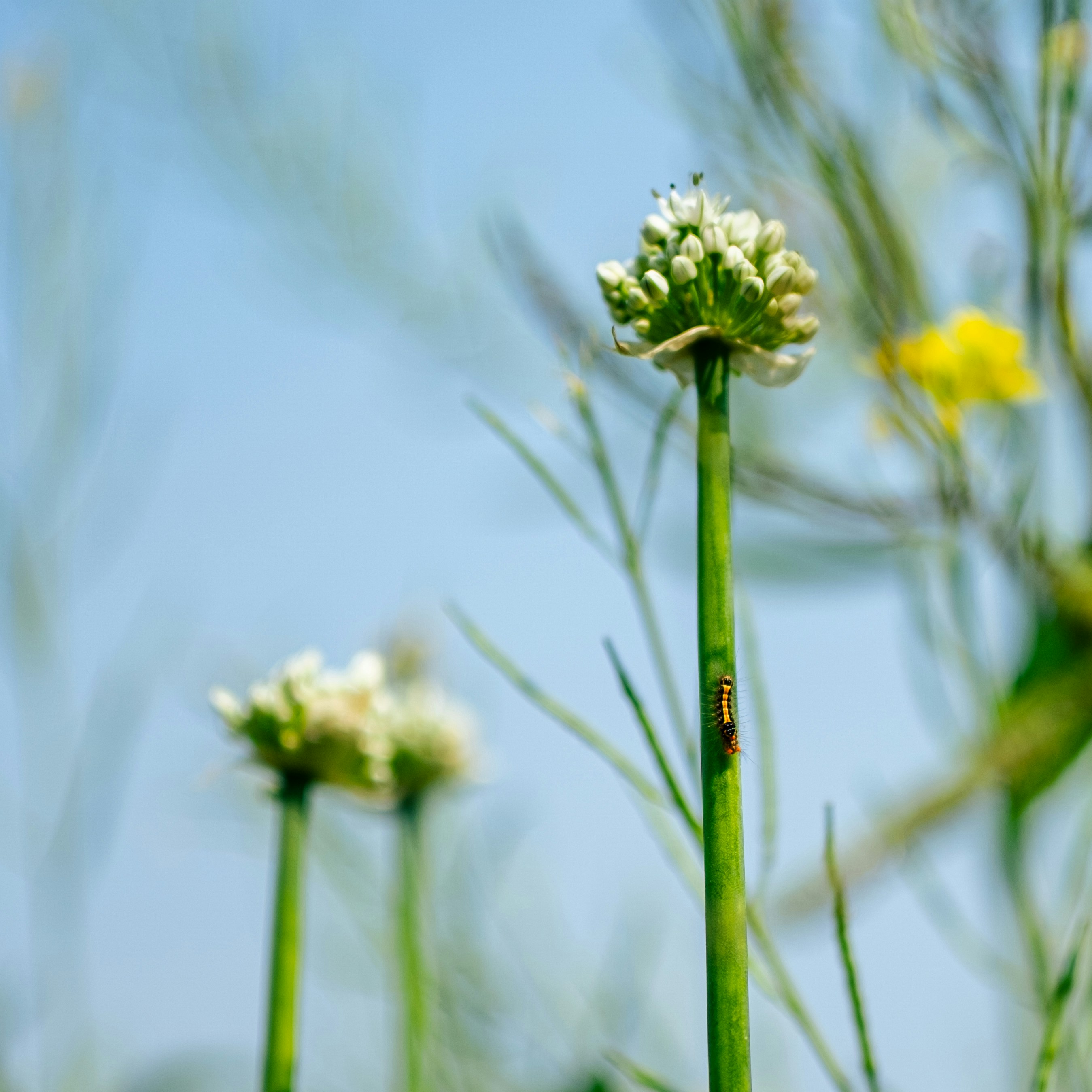 Un petit insecte sur une tige verte avec des fleurs blanches
