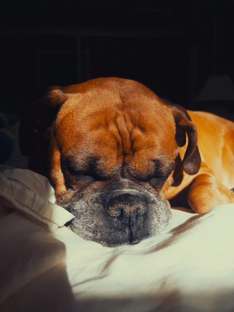 Dog sleeping peacefully on a bed