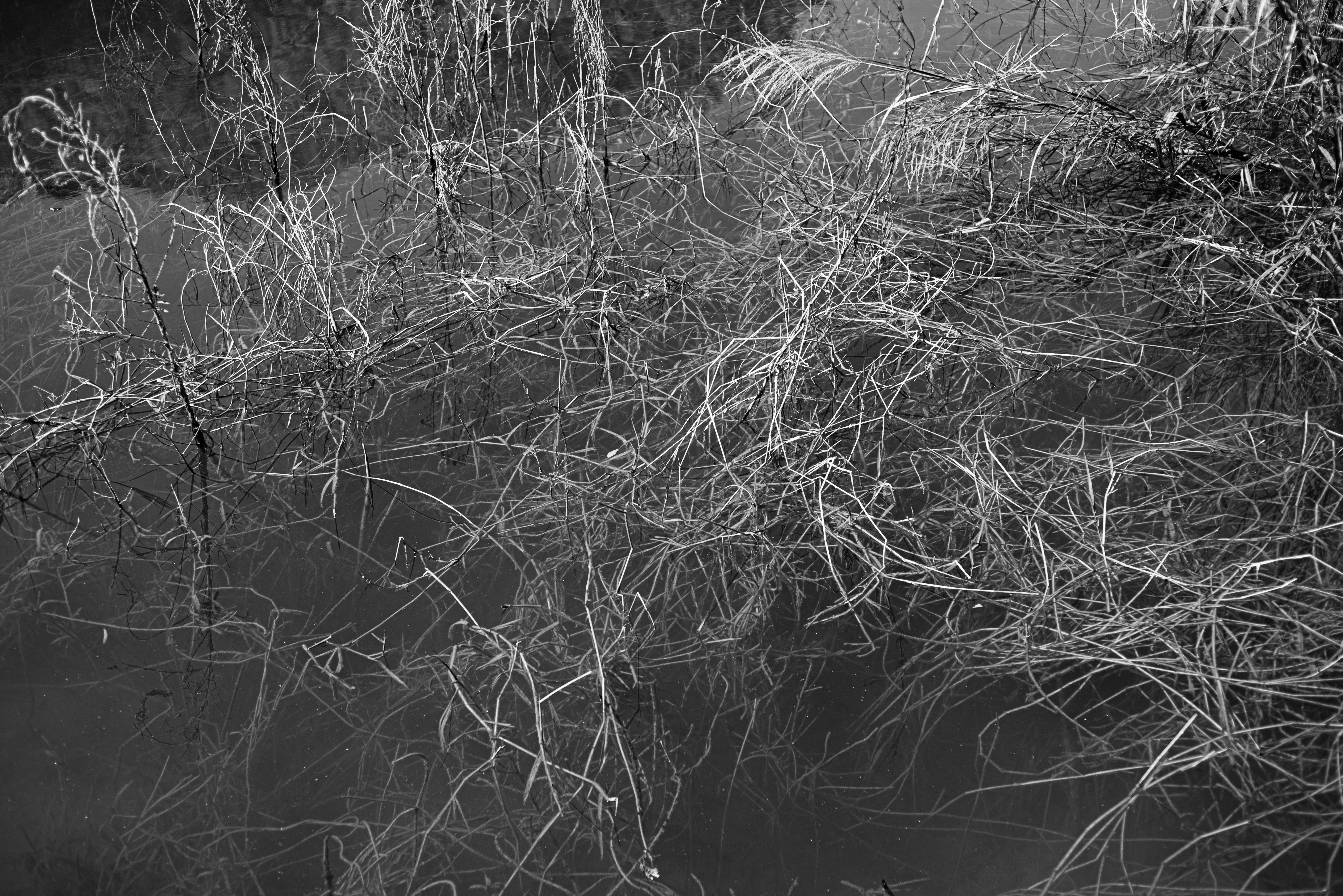 Photo by littlegabriel