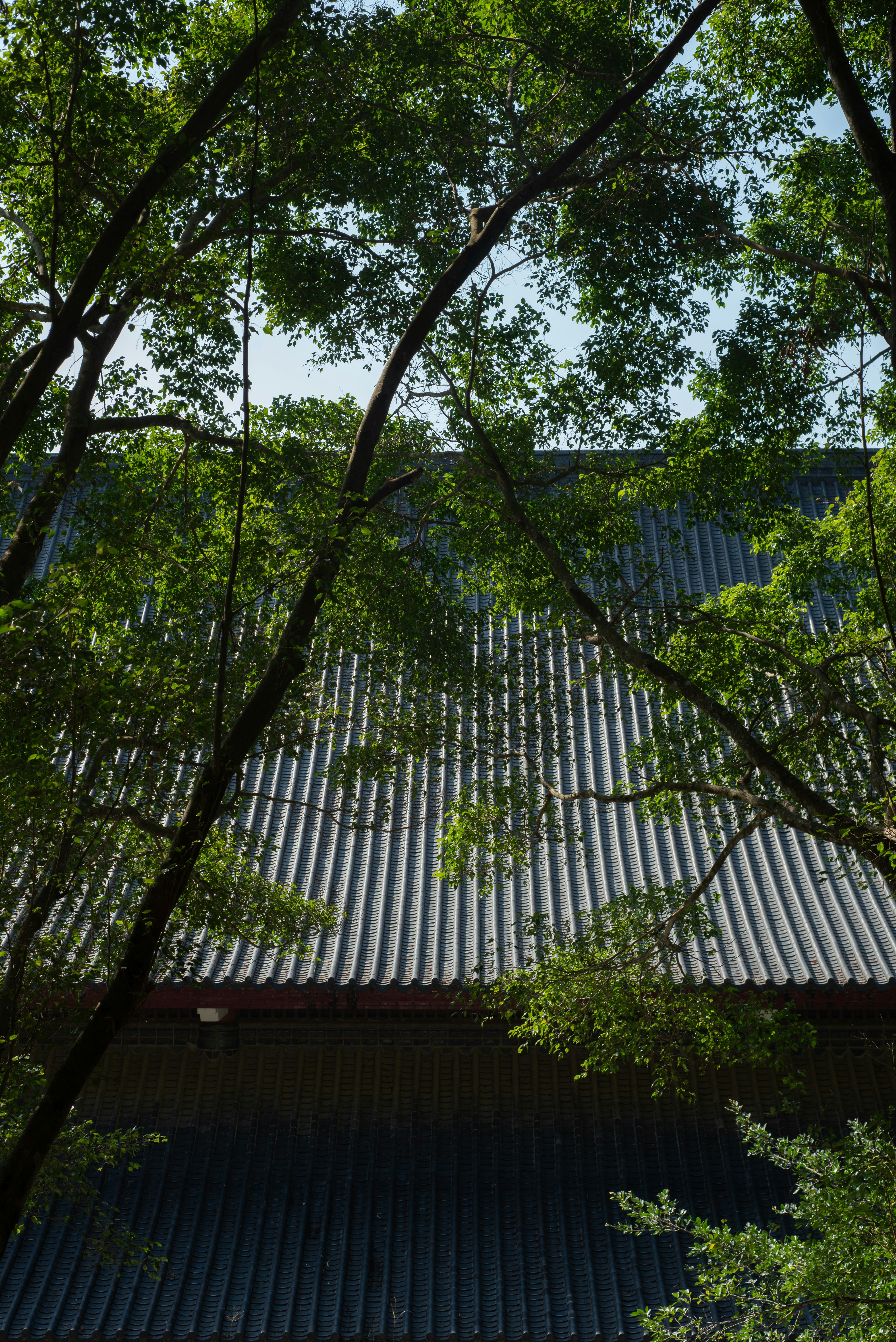 Corrugated metal roof partially obscured by green leaves