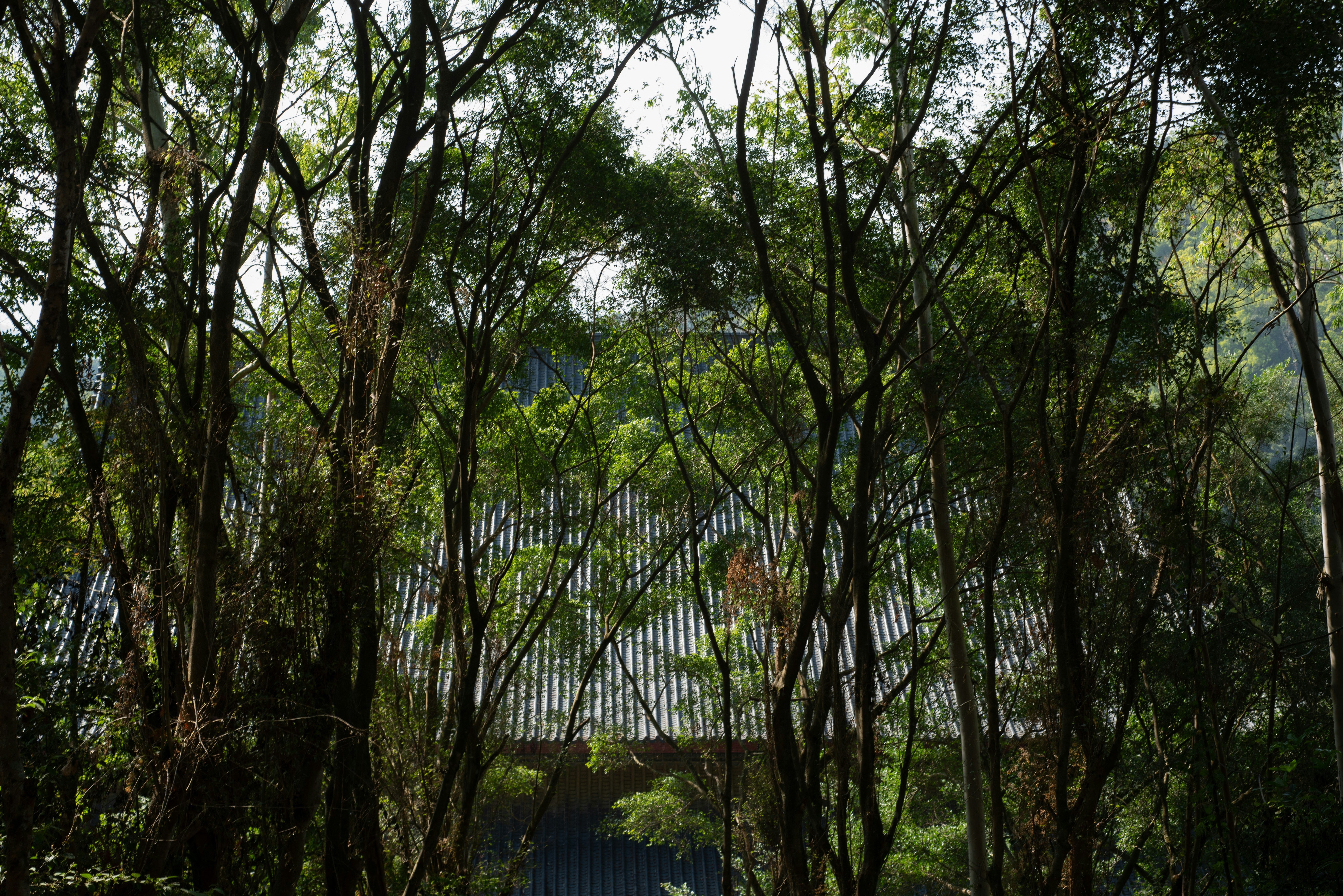 Dense forest with a modern building in background