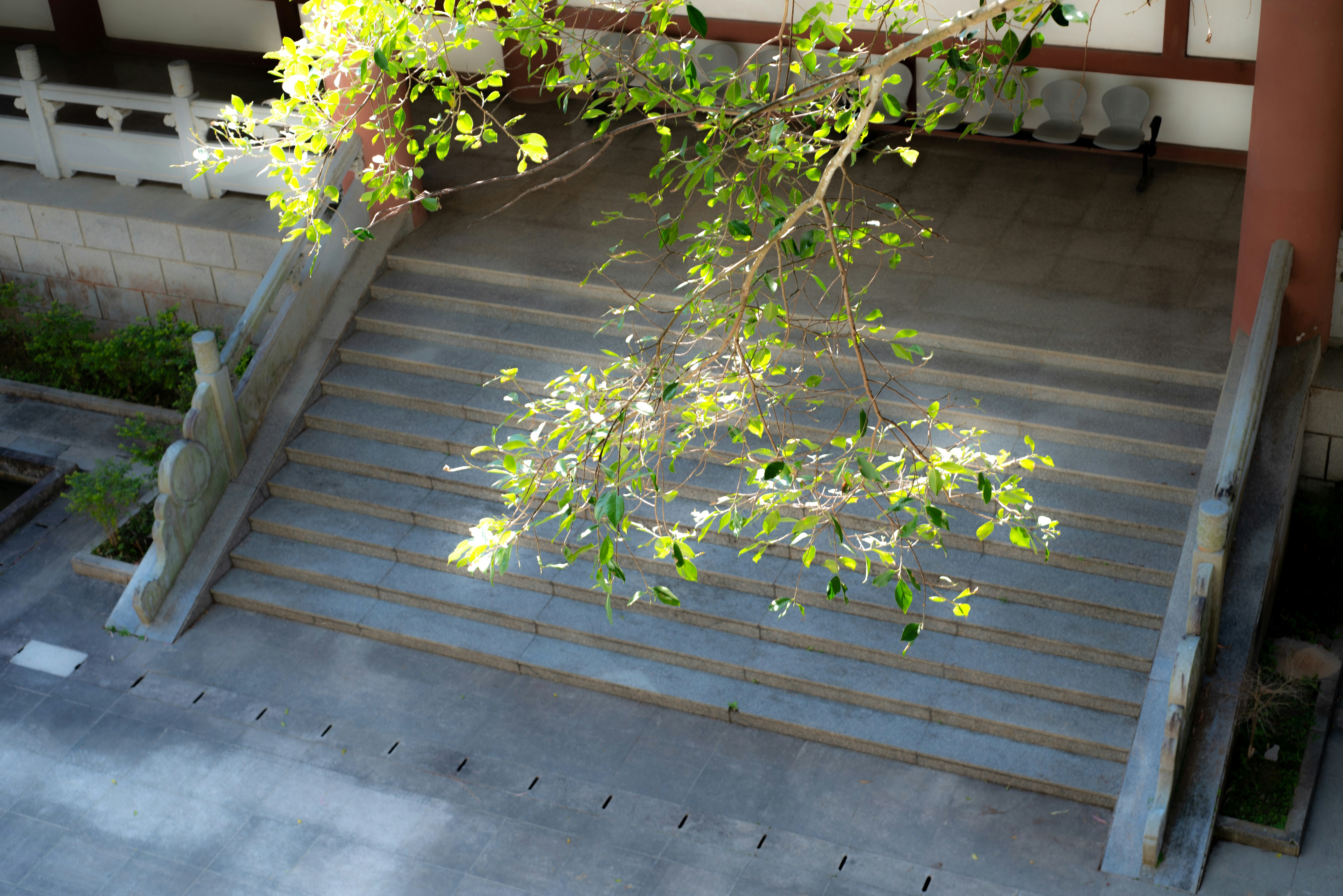 Stone stairs with a tree branch overhead